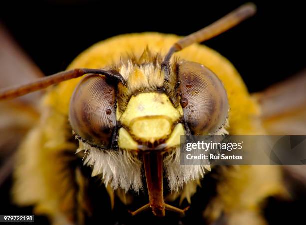 River - Our favorite pollinators, are smarter than you think. They can ...