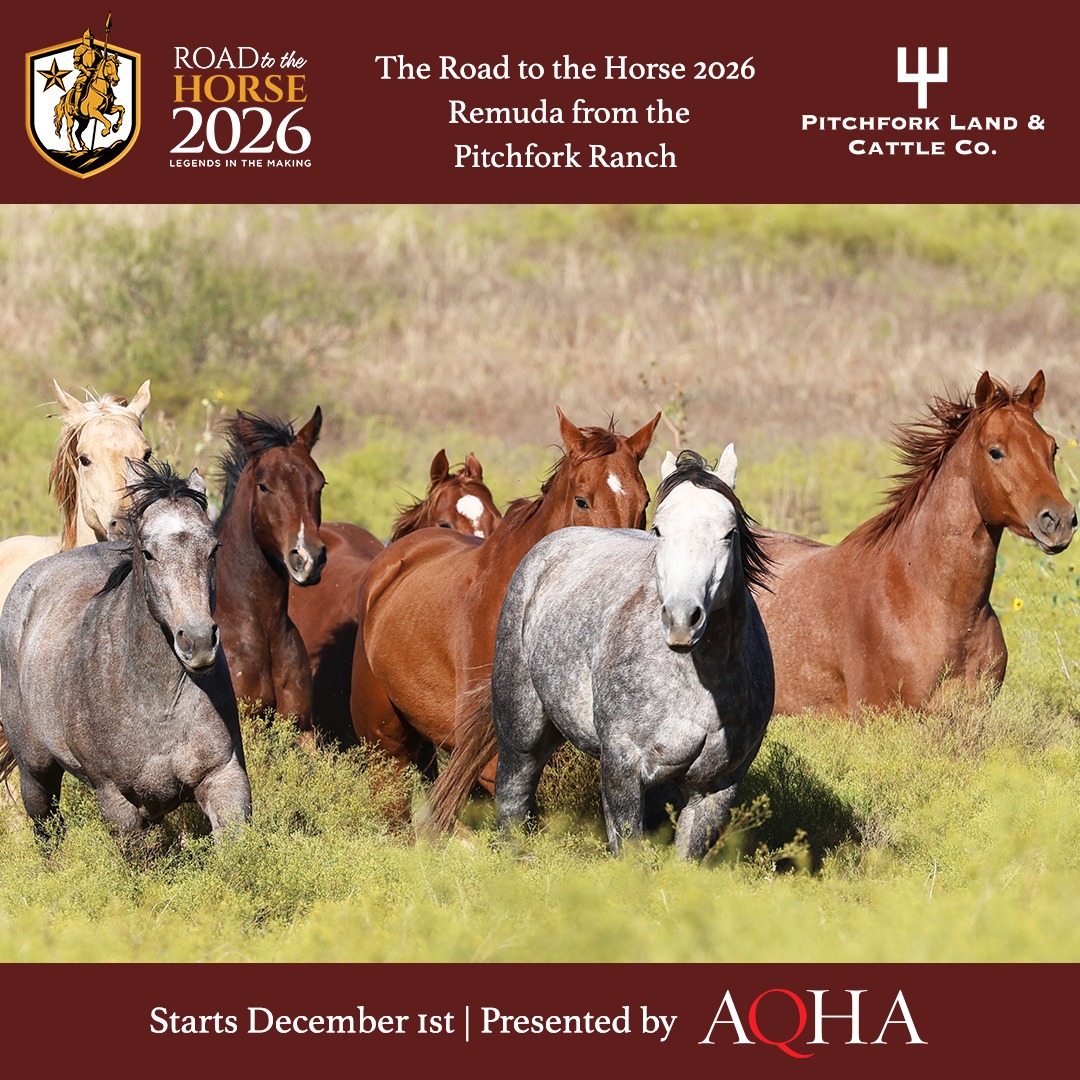 Road to the Horse - Follow your passion. #RTTH | Facebook