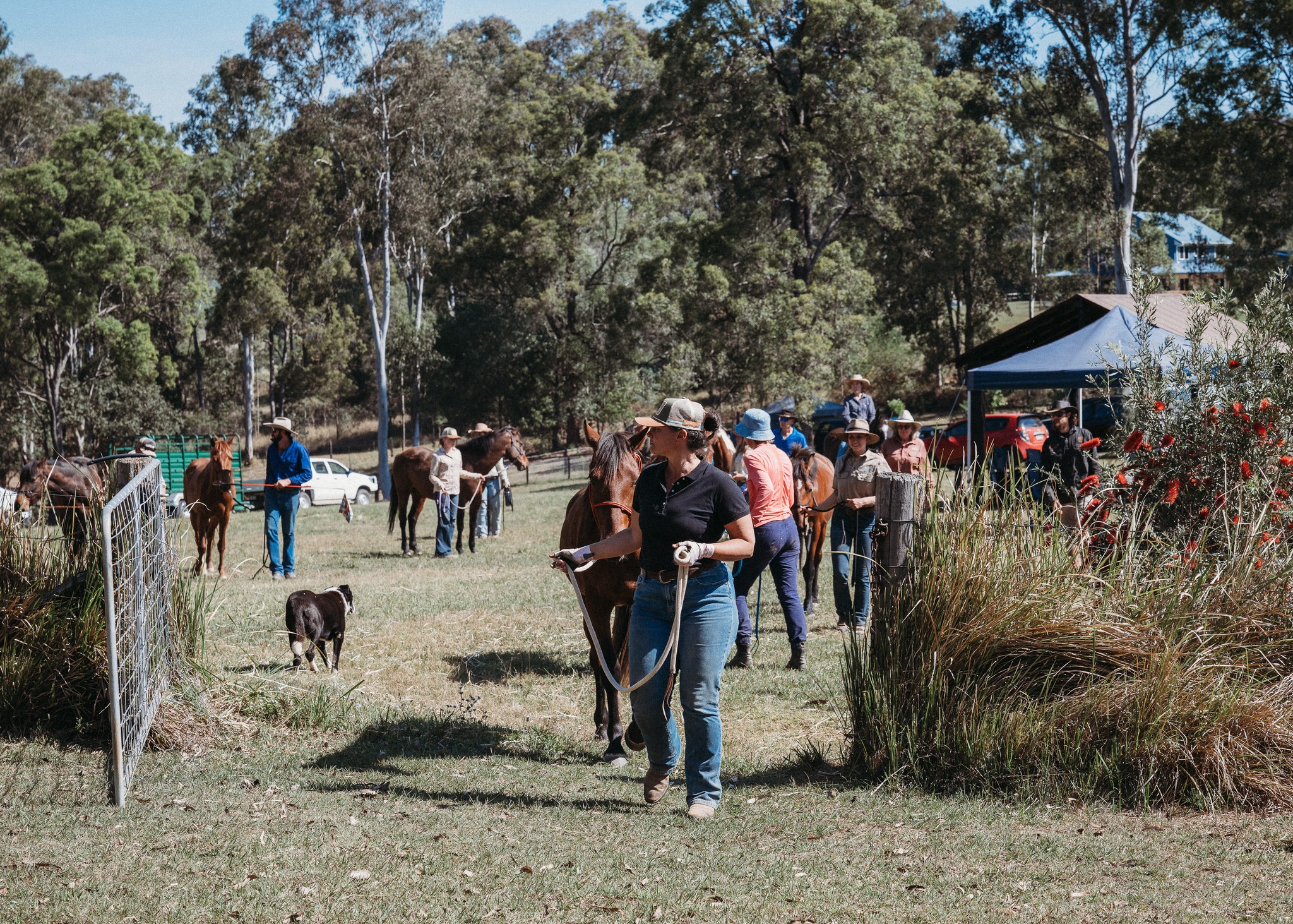 The Brumby Project added a new photo. - The Brumby Project