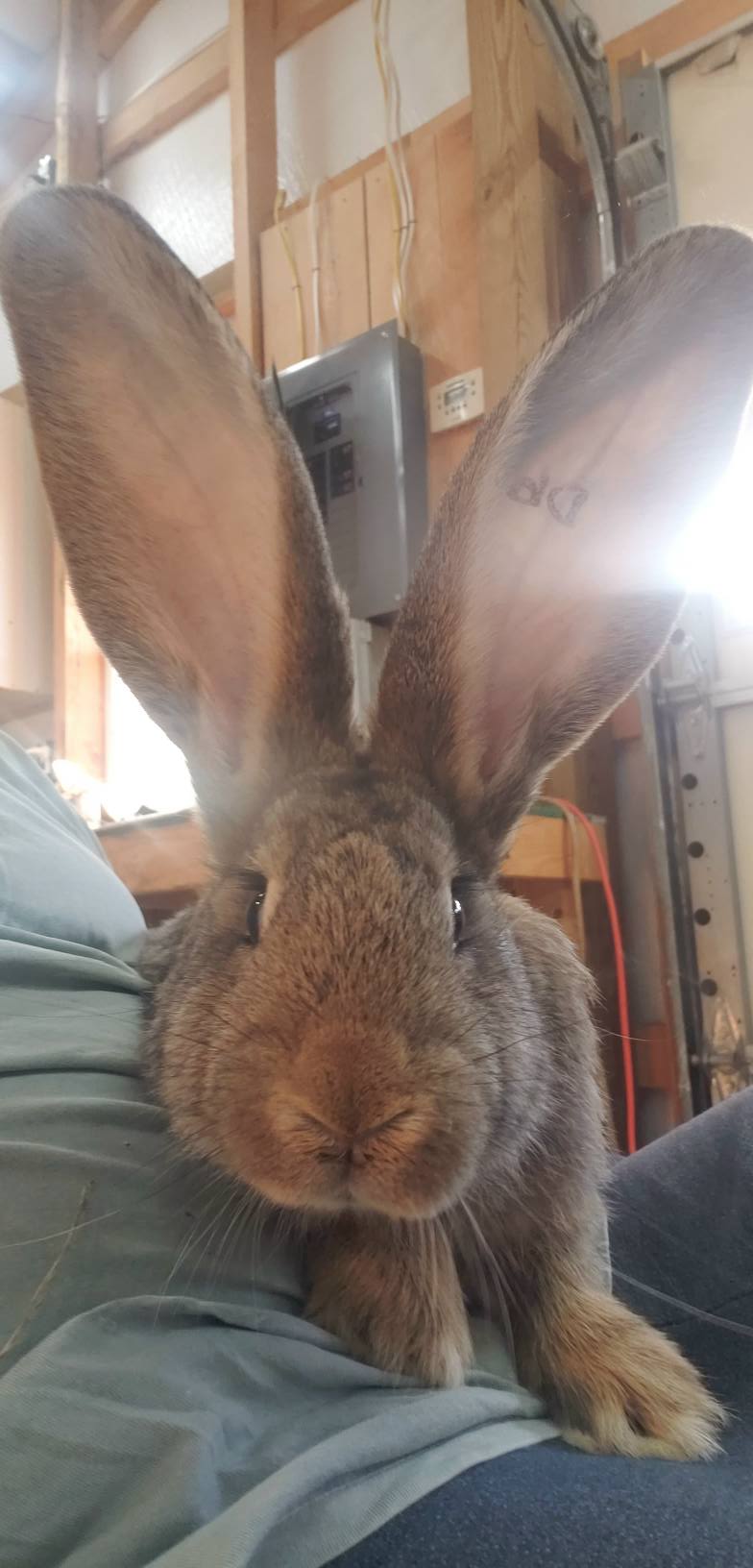 Jet Hill Rabbitry