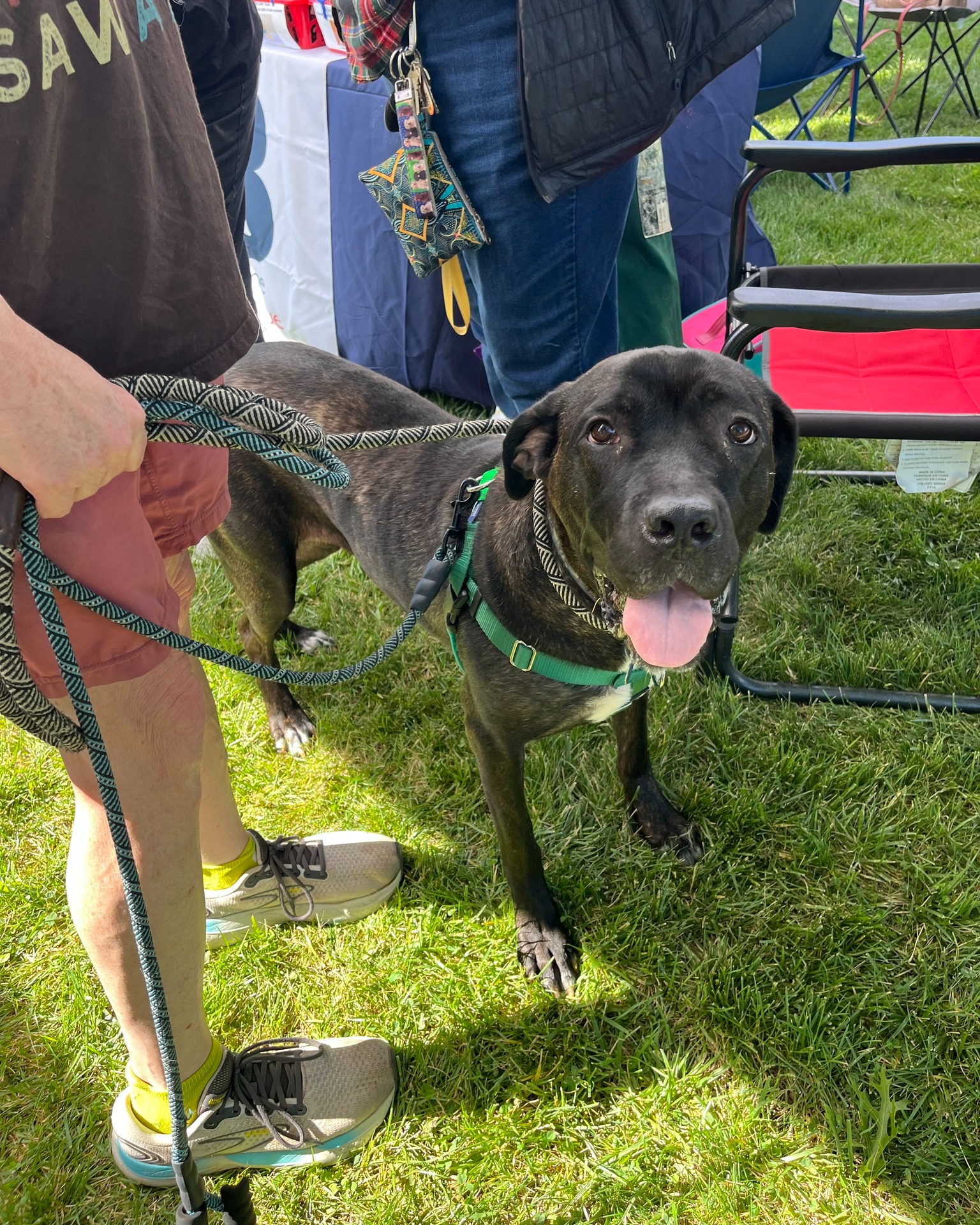 🌿 Fernie is ready to... - Brookline Labrador Retriever Rescue | Facebook