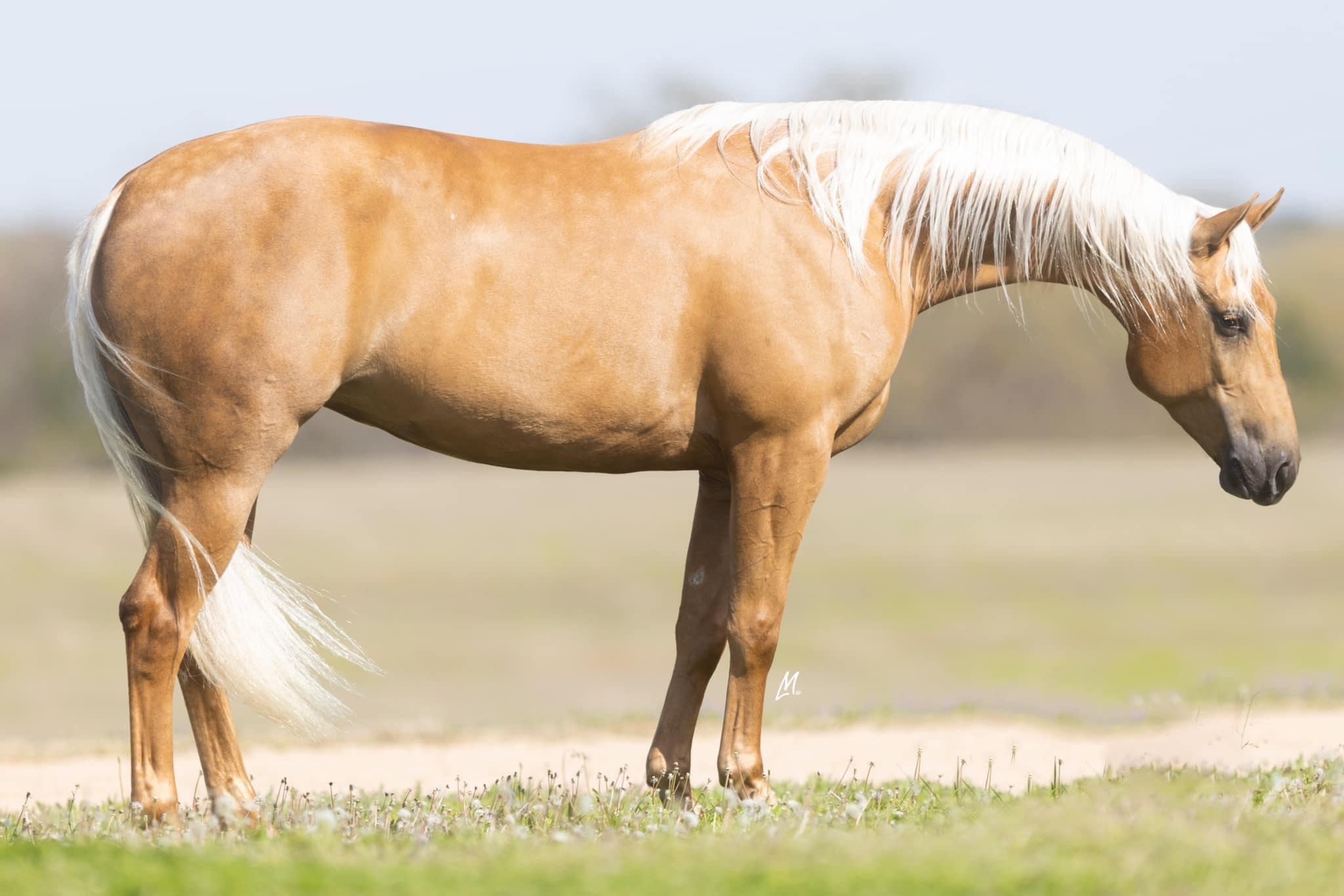 Congratulations to Cedric... - Chamberlain Performance Horses