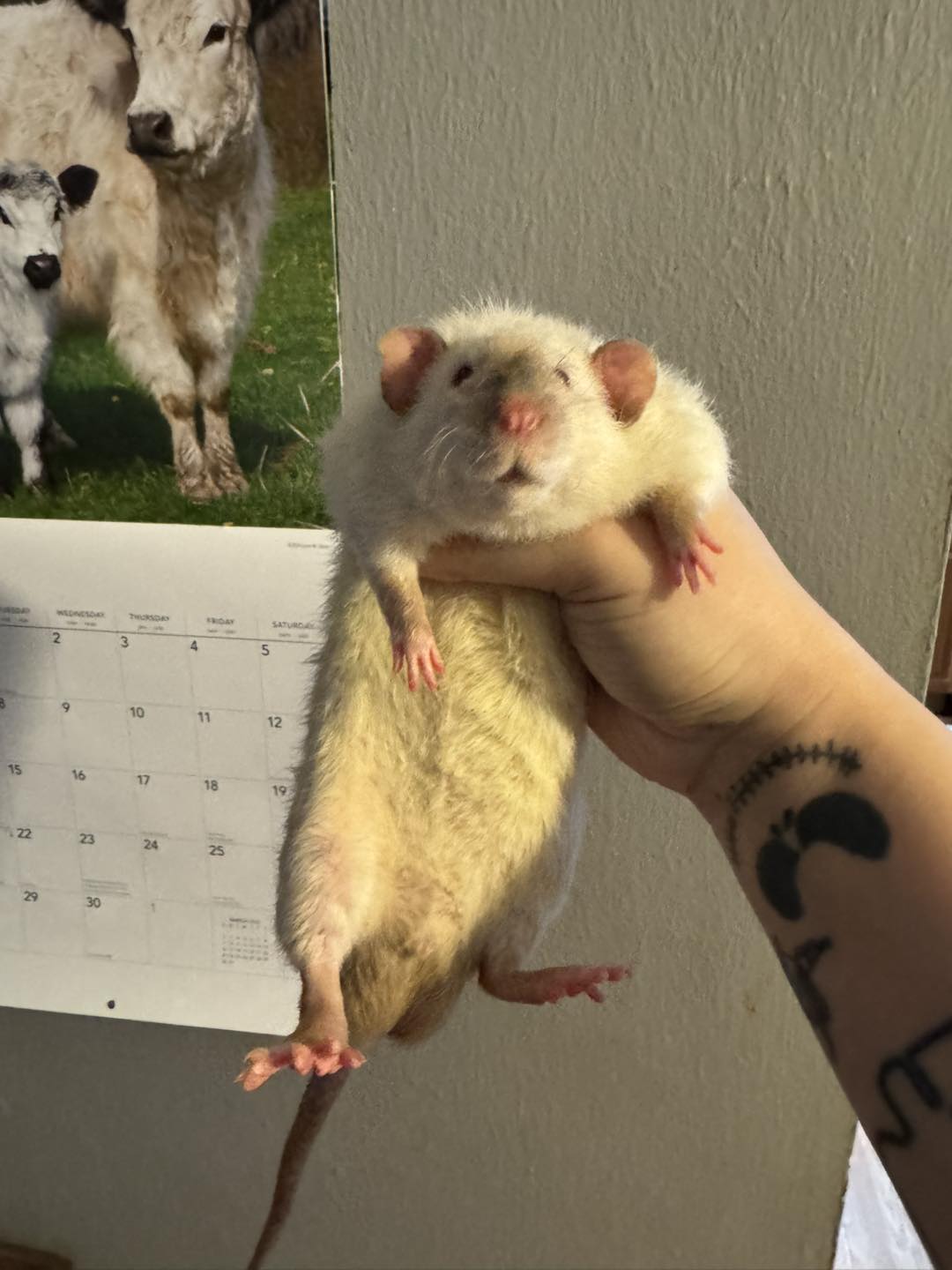 FaryTail Rattery | Hilliard OH