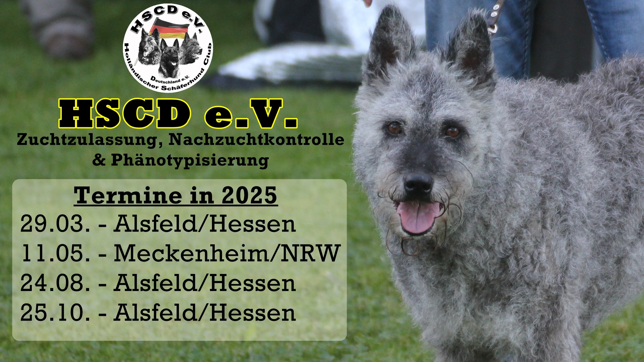 Holländischer Schäferhund Club Deutschland e.V.