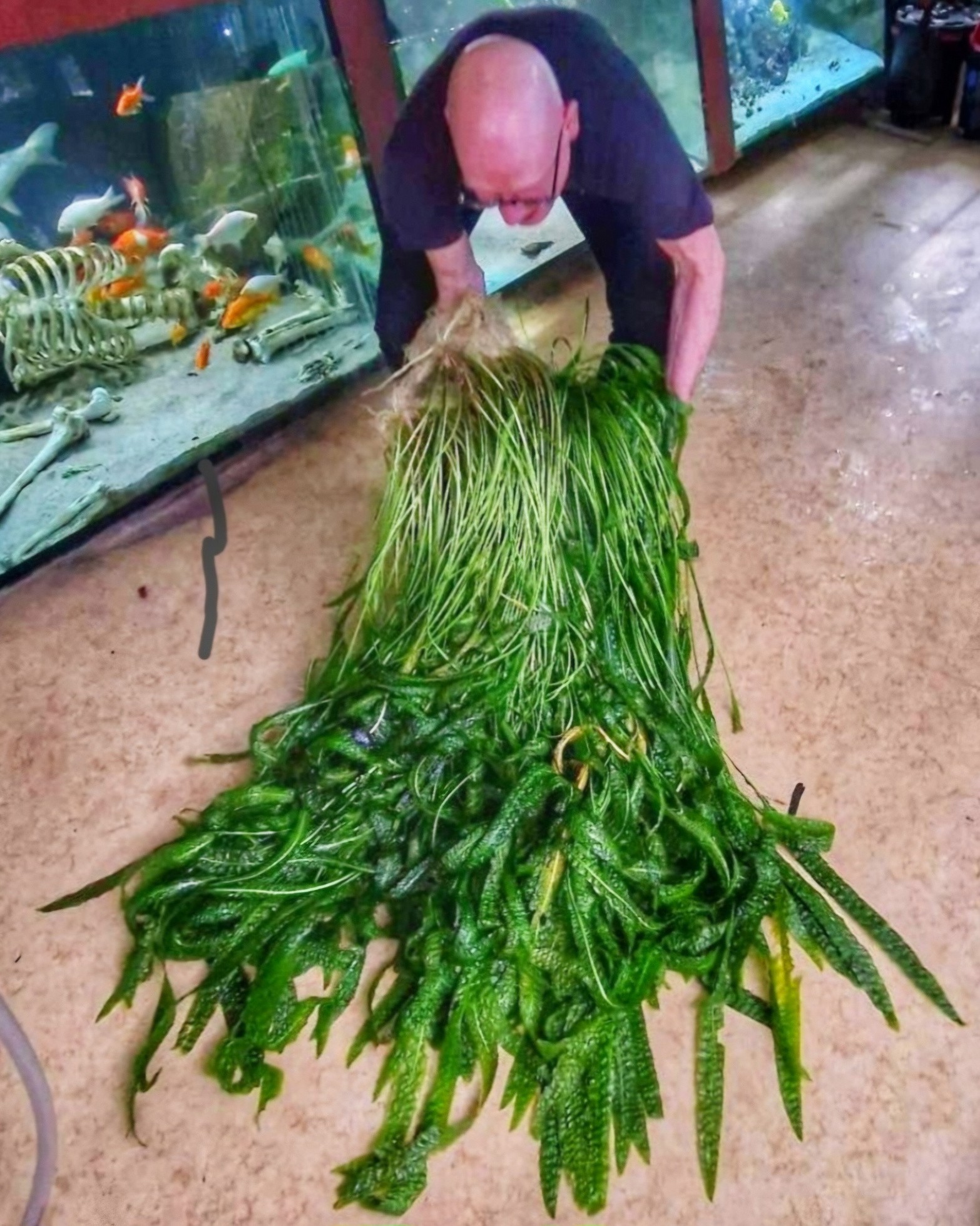 Cryptocoryne Purple Emperor KN By Nakamoto We just can't take