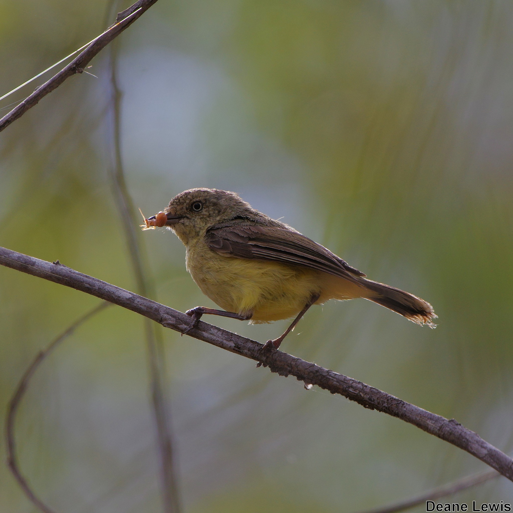 Buff-rumped Thornbill (Acanthiza... - The Owl & Nature Page | Facebook