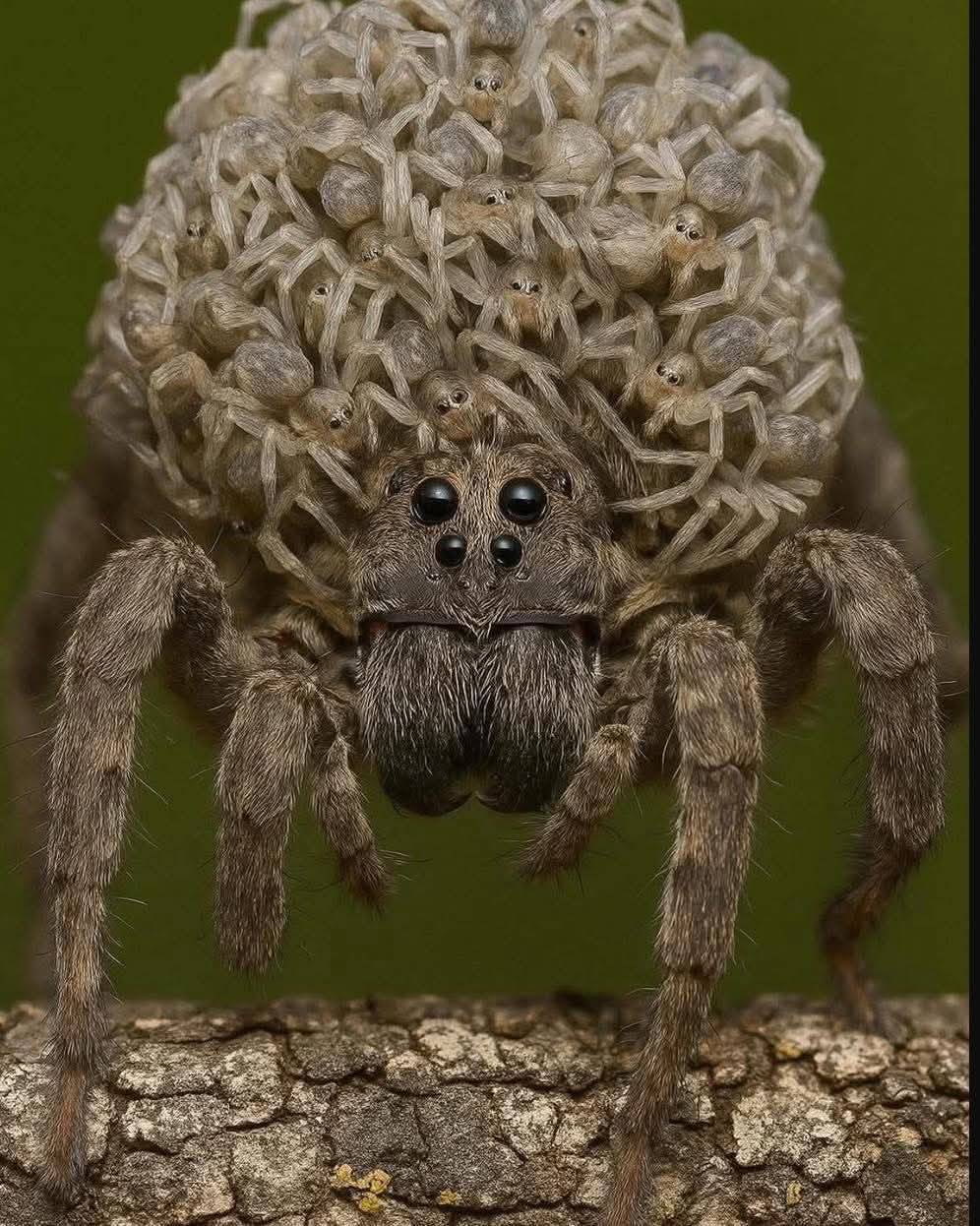 crecer__crecer - Madre es madre, sin importar la especie. Esta es una ...