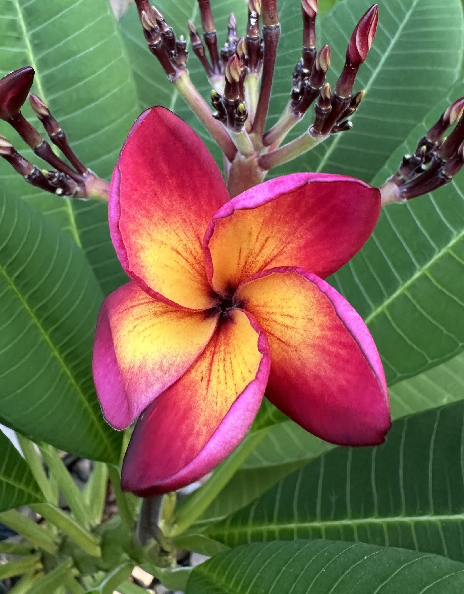 Jamaica Fire plumeria has started blooming ! ? by @georgestraw