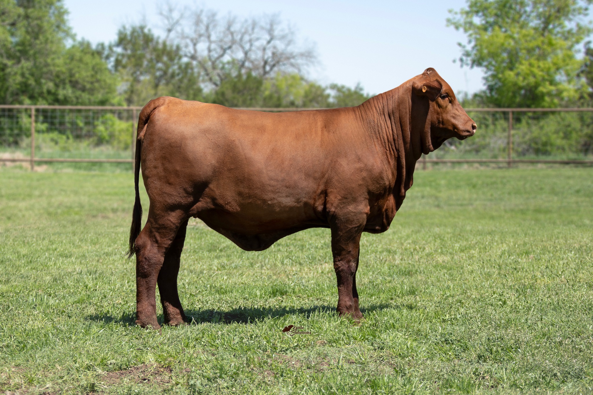 Strait Ranches | Streetman TX