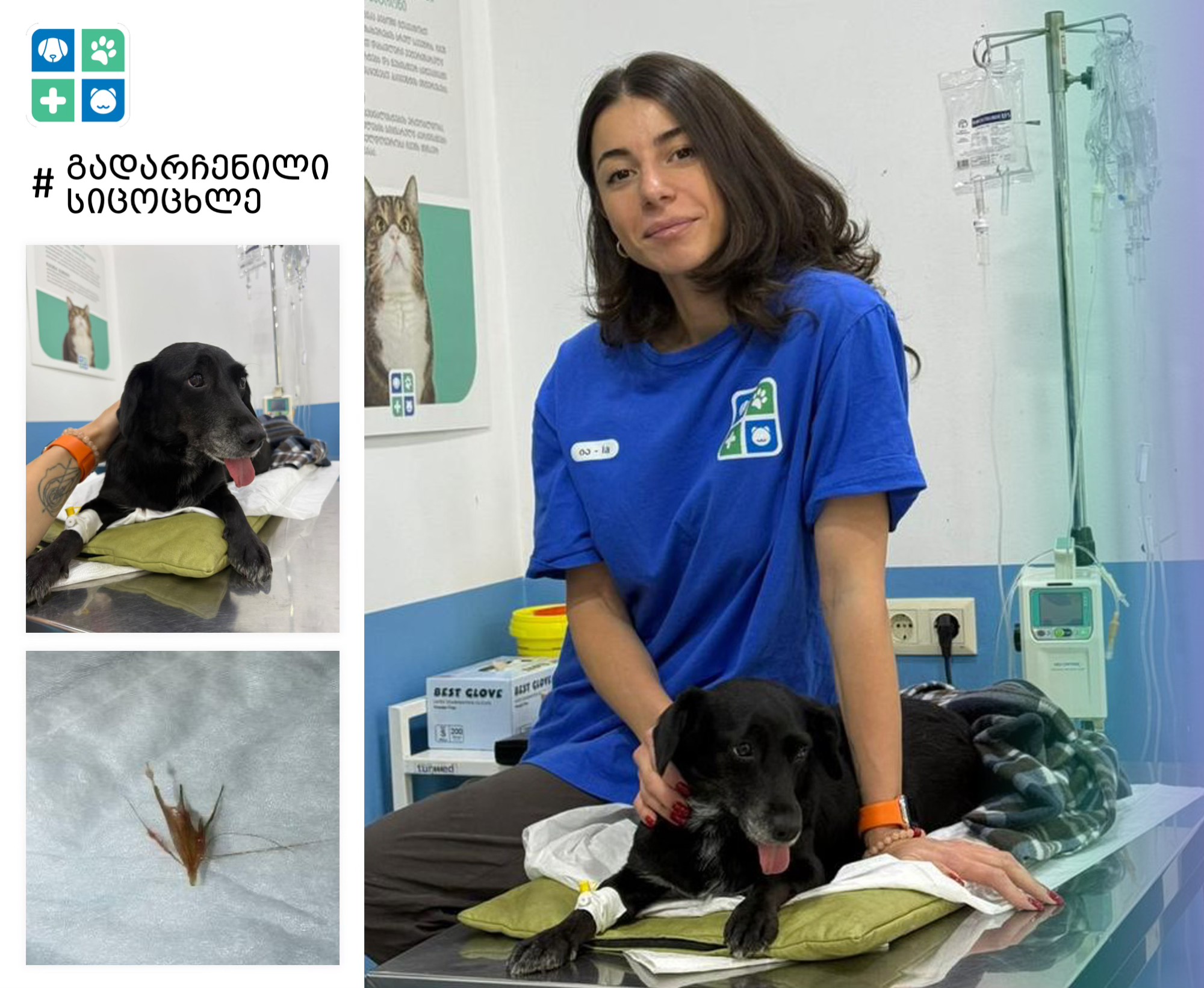 veterinary-clinic-aibo-tbilisi