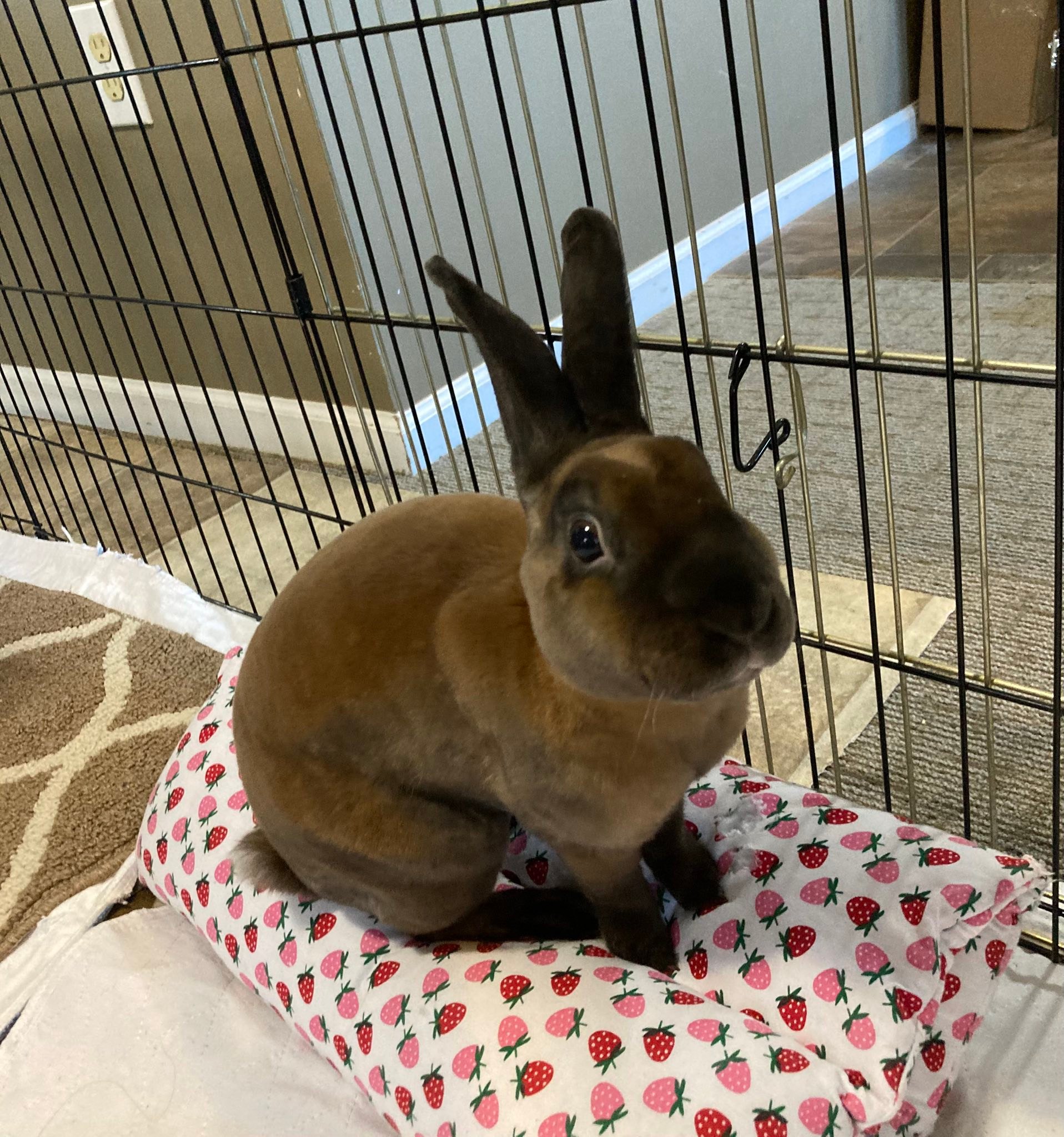 Ohio House Rabbit Rescue added... - Ohio House Rabbit Rescue