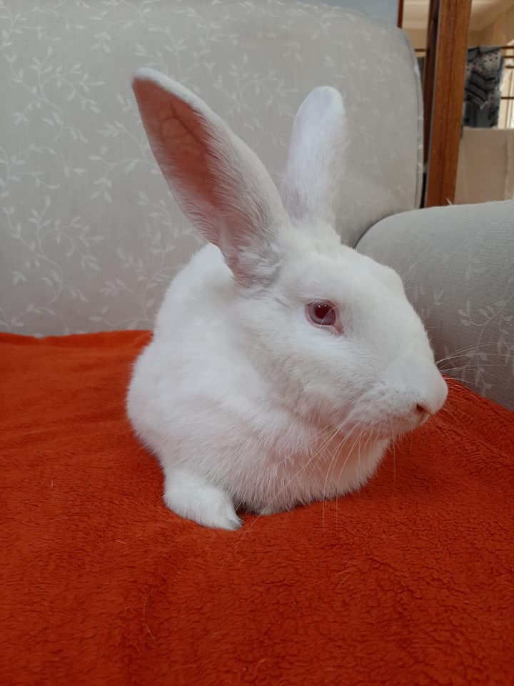 * ADOPTED* Meet Rarity. She has... - Noordhoek Bunny Rescue