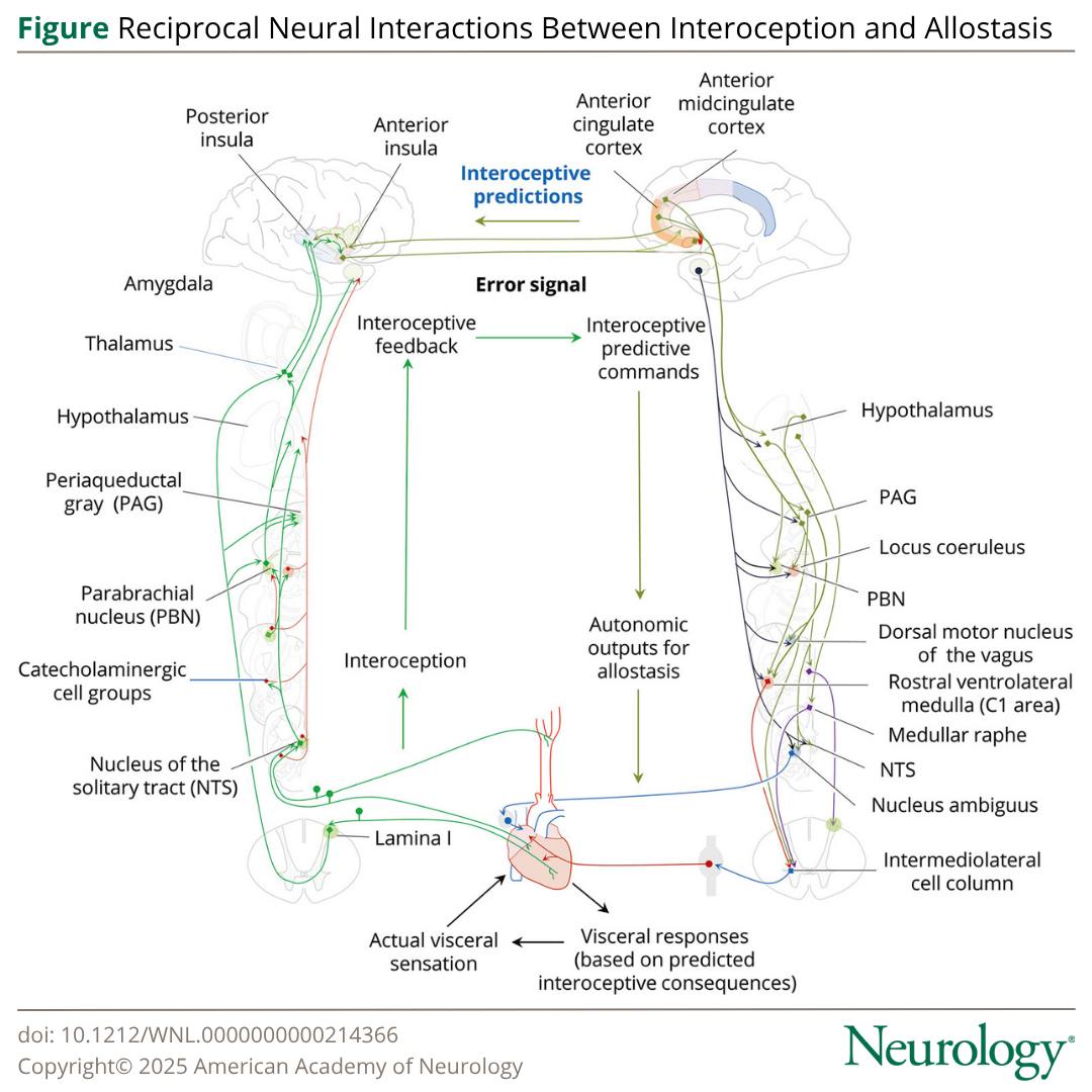 Neurology - What are the functions of interoception and allostasis and ...
