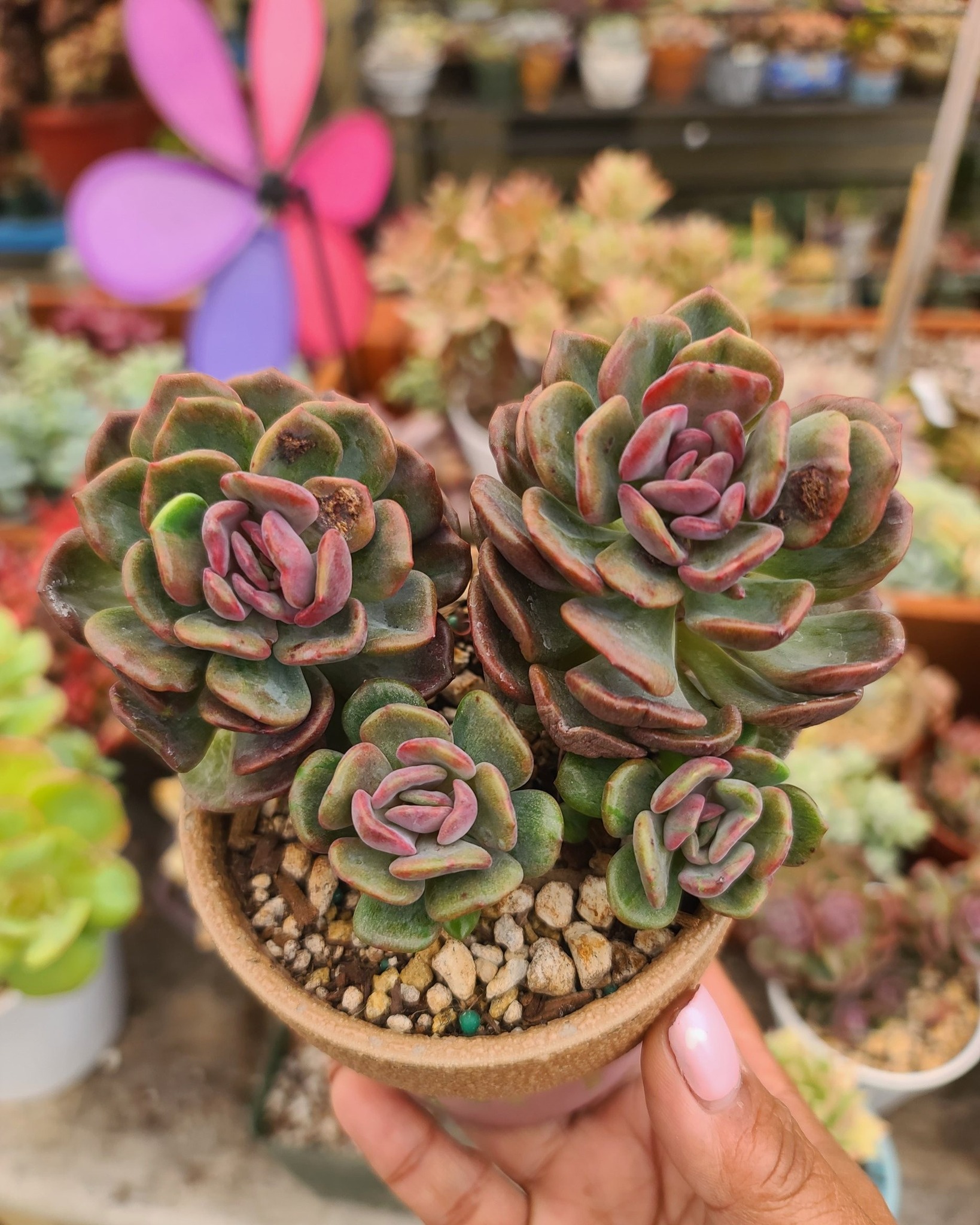 Unknown ID $30 Doublehead /Fully Rooted