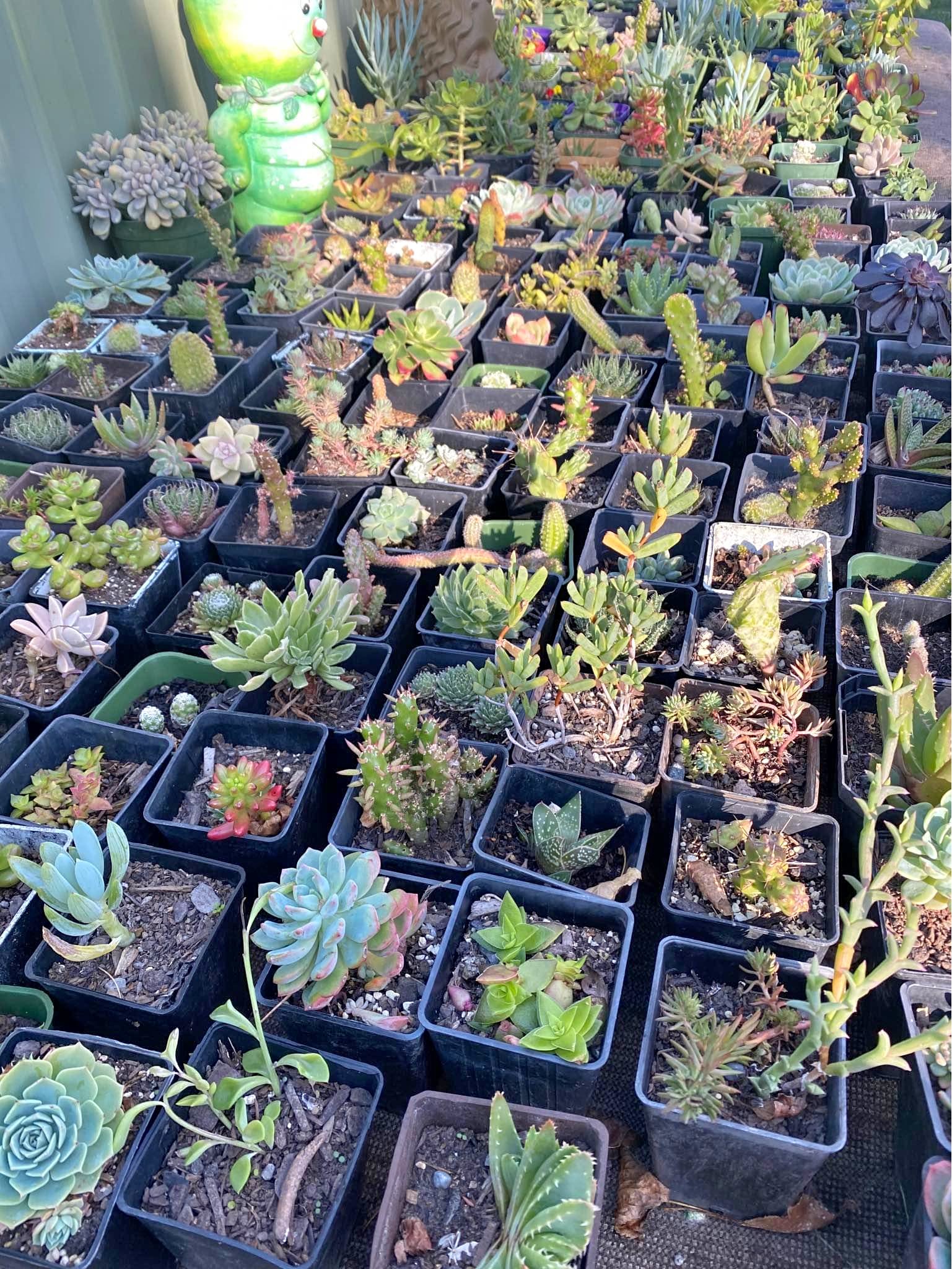 Succulents for sale in Christchurch, New Zealand | Facebook Marketplace