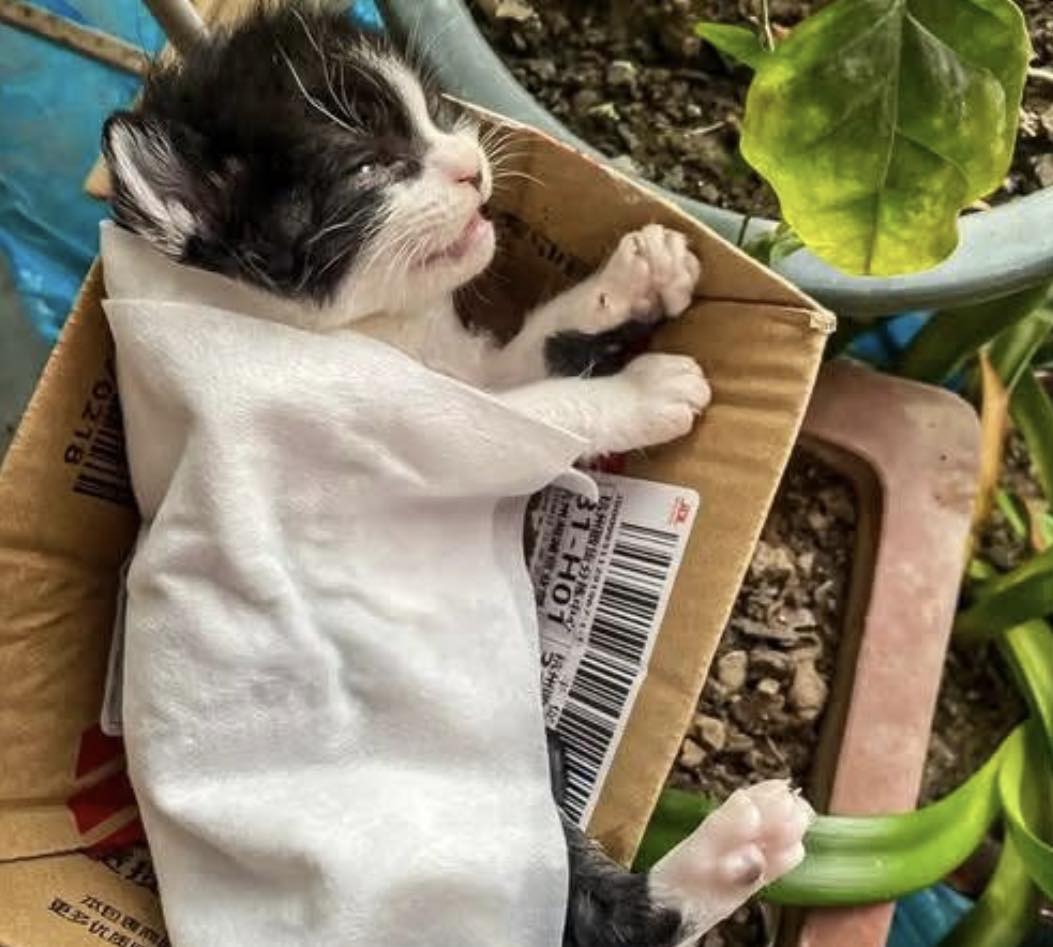I heard a tiny cry muffled under a... - Wamiz Forever Pet | Facebook