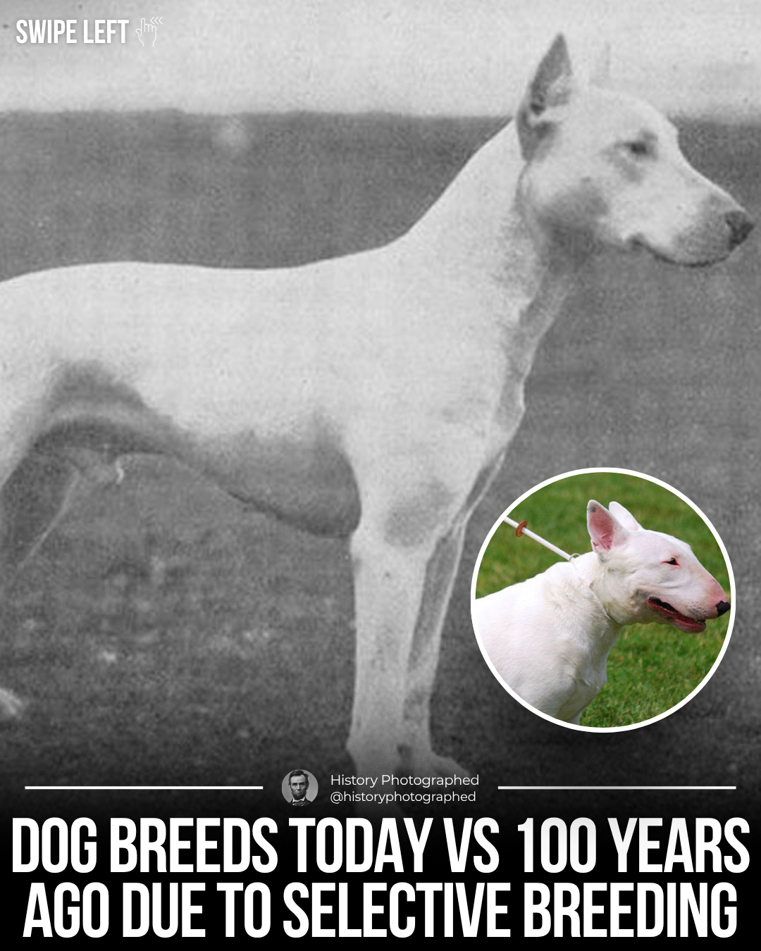 Over the last 100 years, selective... - History In Pictures | Facebook