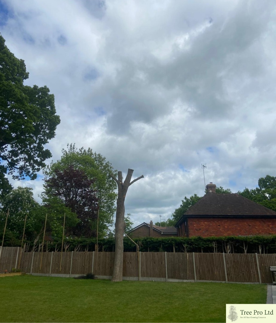 Tree Pro Ltd | Maidstone