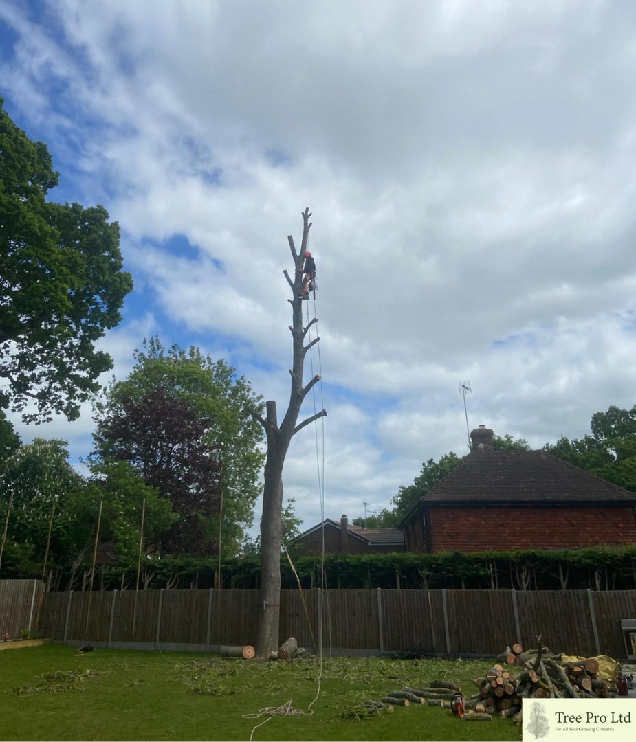 Tree Pro Ltd | Maidstone