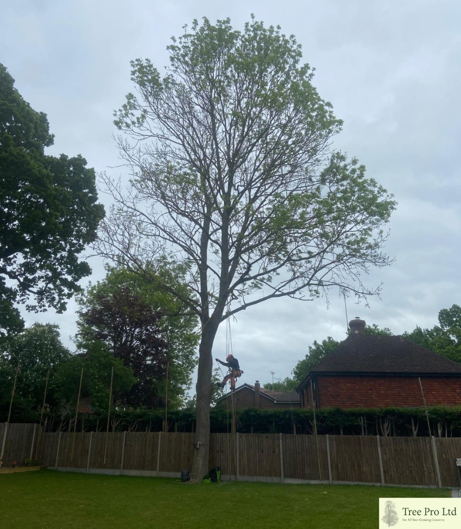 Tree Pro Ltd | Maidstone