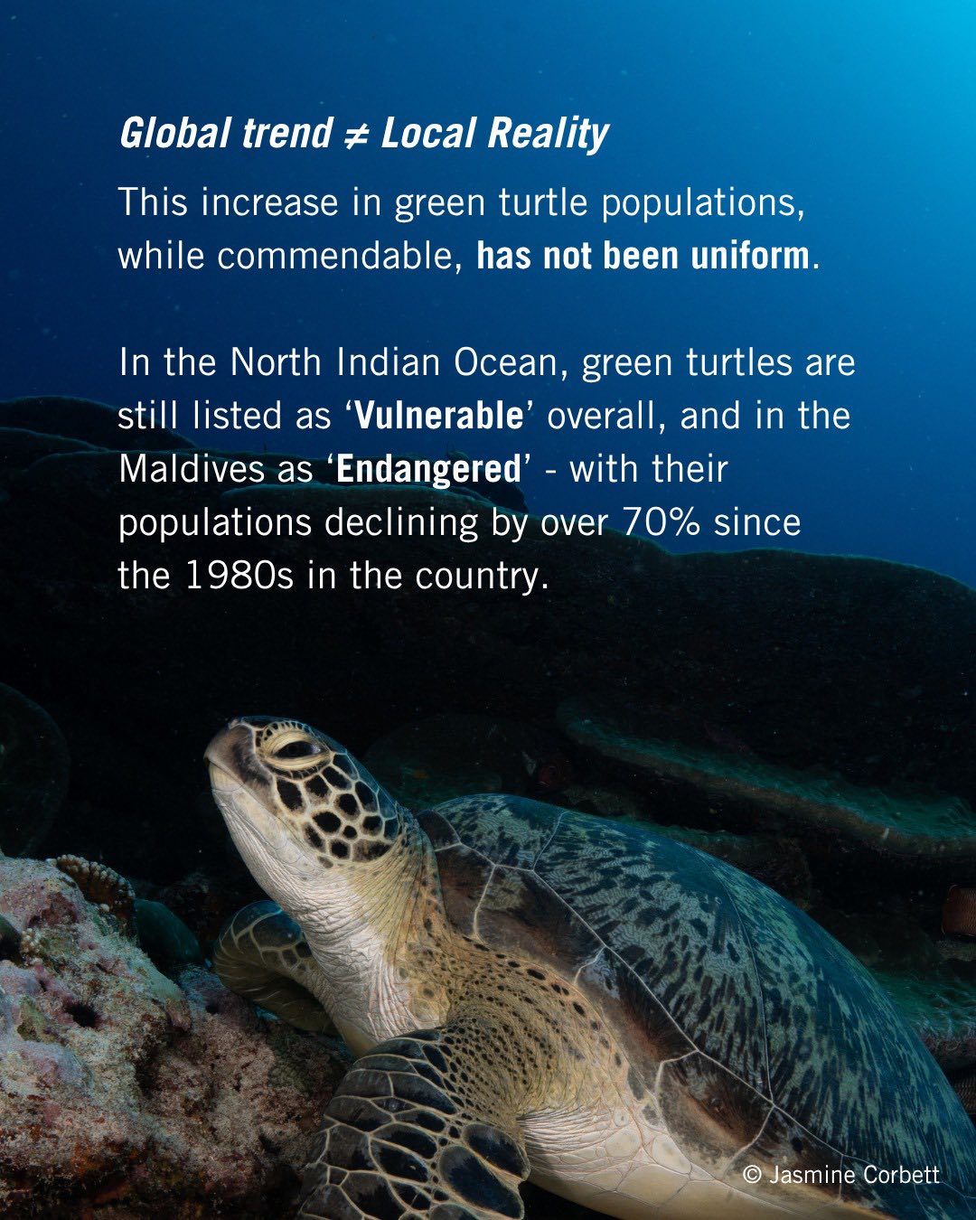 Olive Ridley Project added a new photo. - Olive Ridley Project