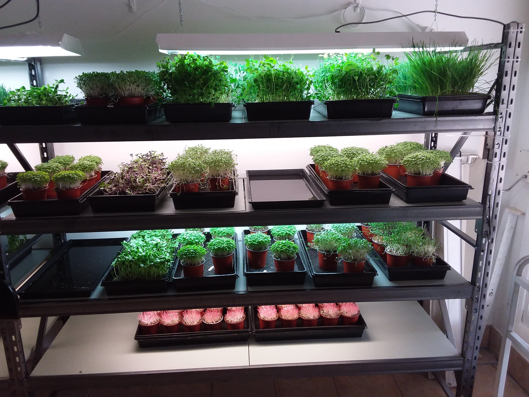 Green Leaf Farms - Microgreens | Branxton NSW