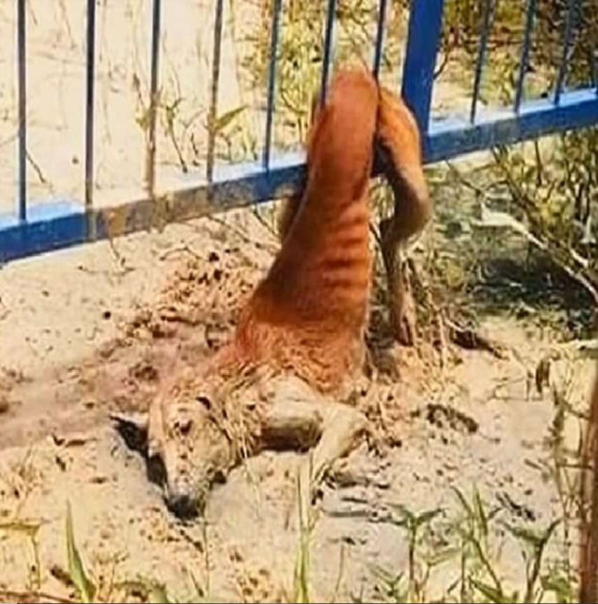 Rottweiler - A young puppy was rescued from a fence where she was ...