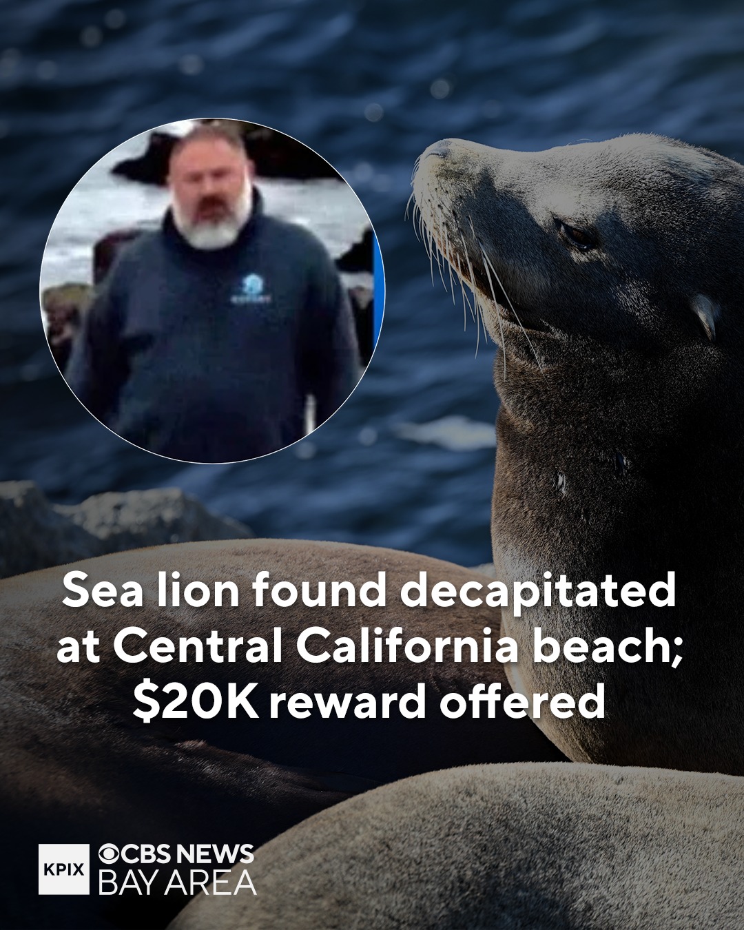 KPIX - Federal officials on Monday announced a $20,000 reward as they ...