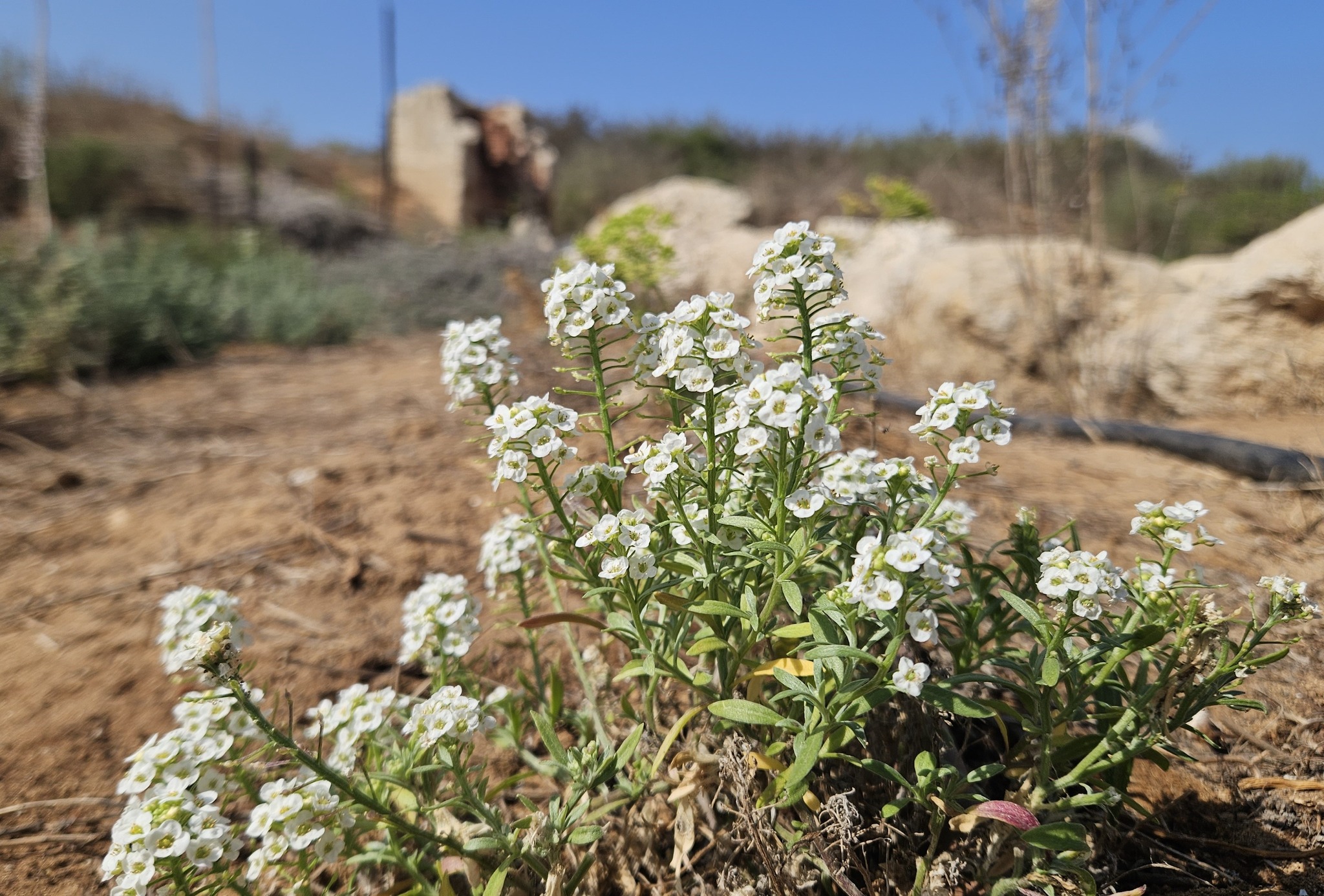 תל מיכל | Herzliya