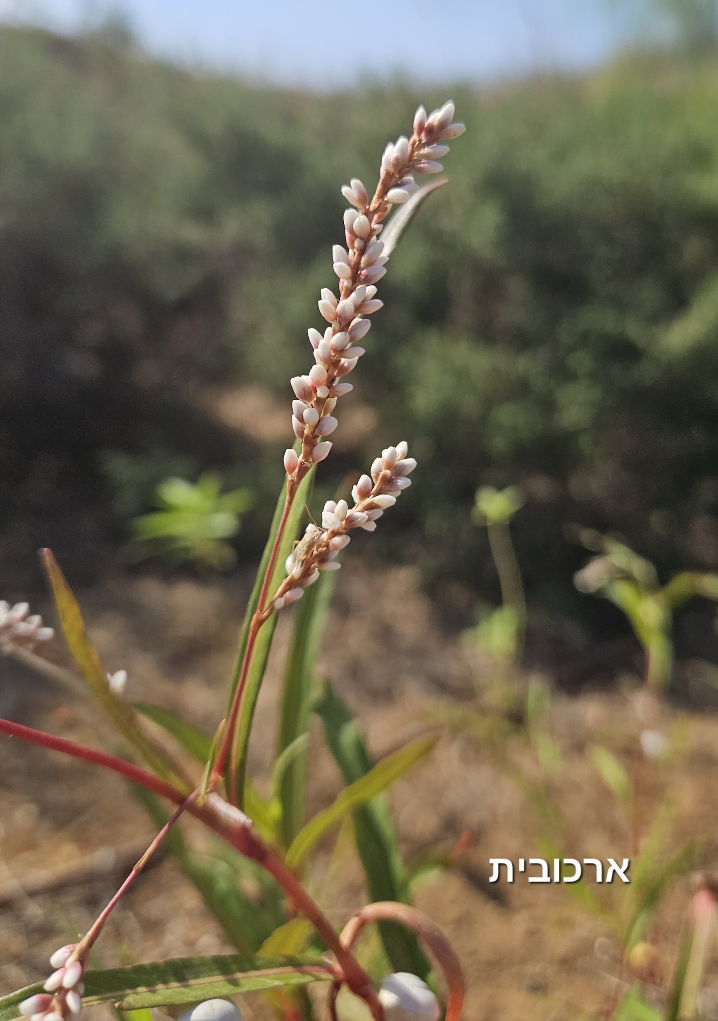 תל מיכל | Herzliya