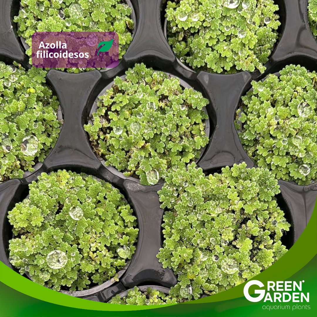 Green - 🌿 Nuestra Azolla filicoides es la alfombra flotante que ...