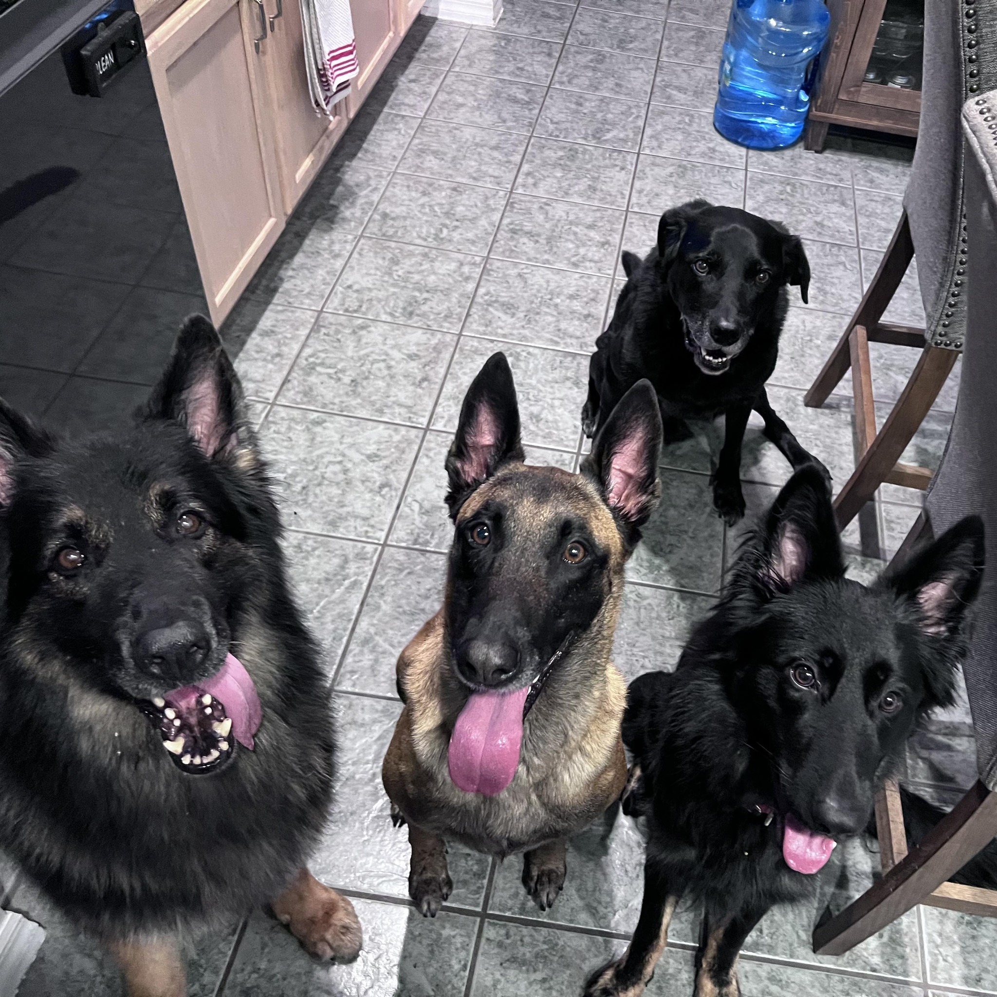 Reminder tonight, 7 October between... - Wallace K9 Training | Facebook