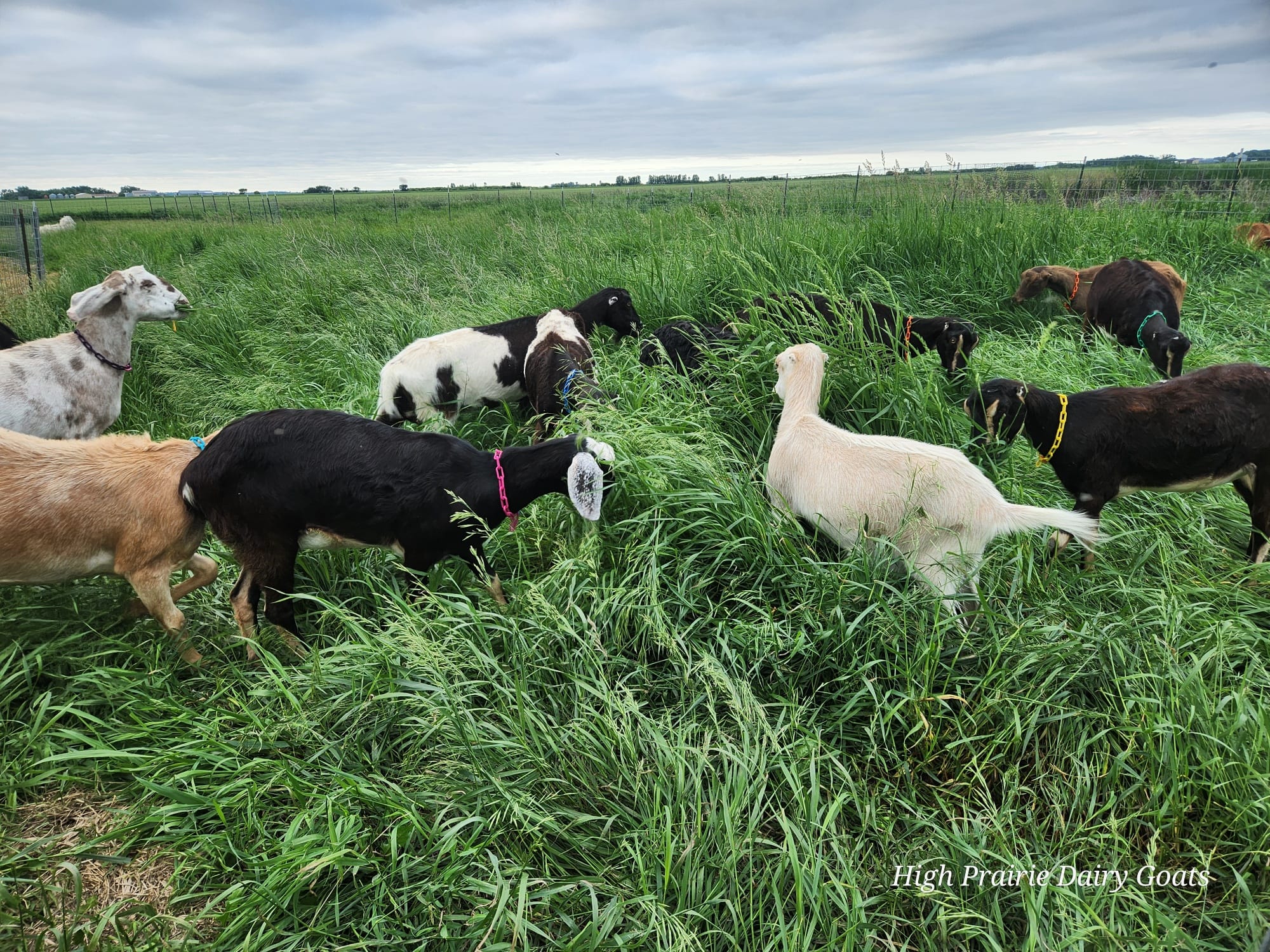 High Prairie Dairy Goats