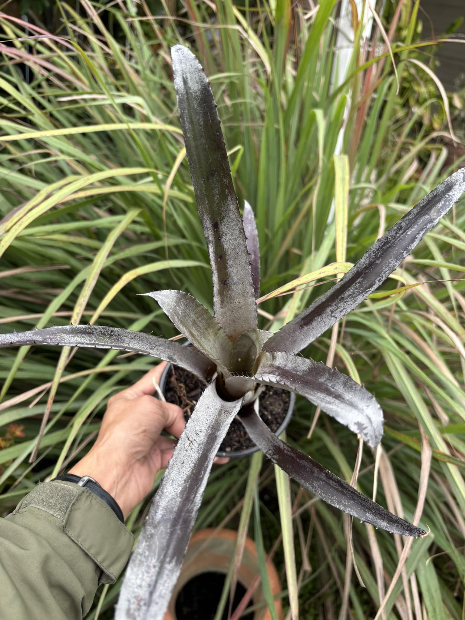 Hohenmea 'black lava' bromeliad from Eric Lease