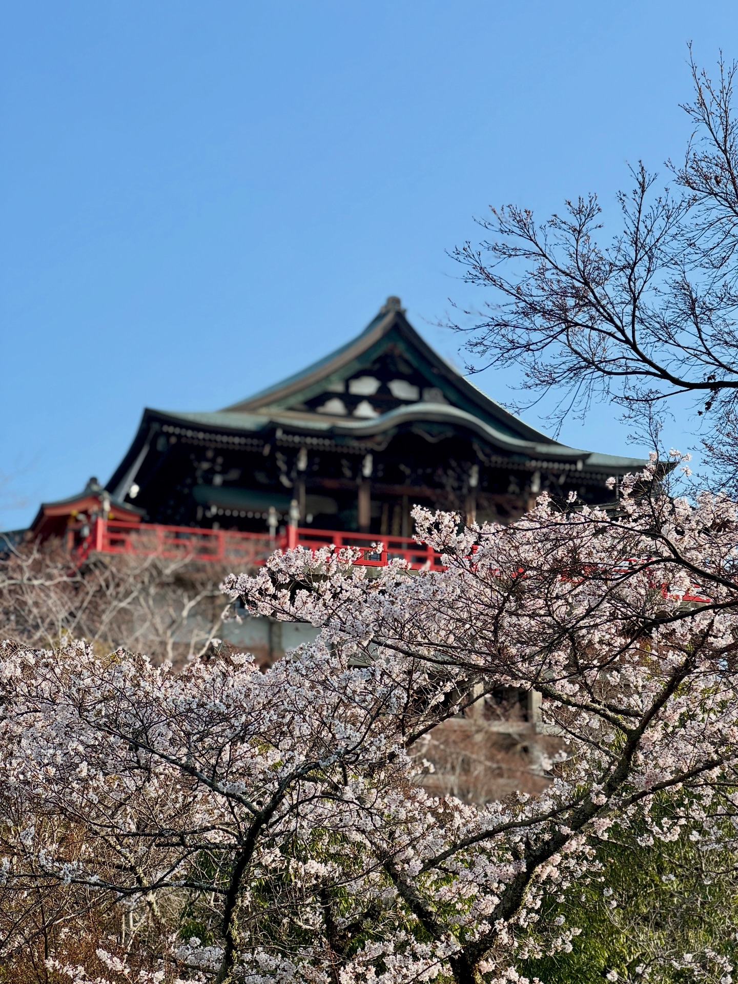 信貴山朝護孫子寺 - 【2月限定‼︎寅の御朱印めぐり】 2月は「寅の月 