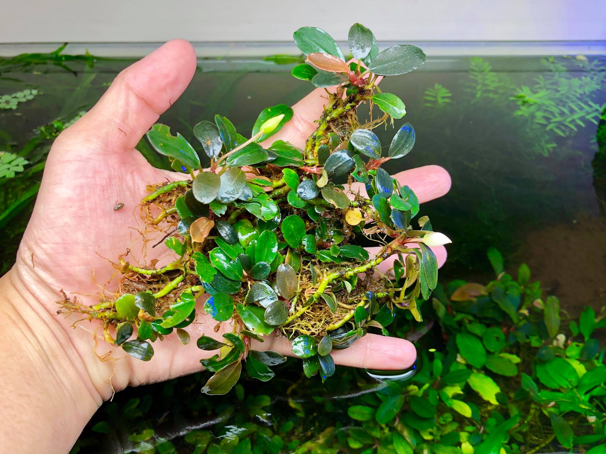 sp. 【2芽❣️】Bucephalandra CAKUMI