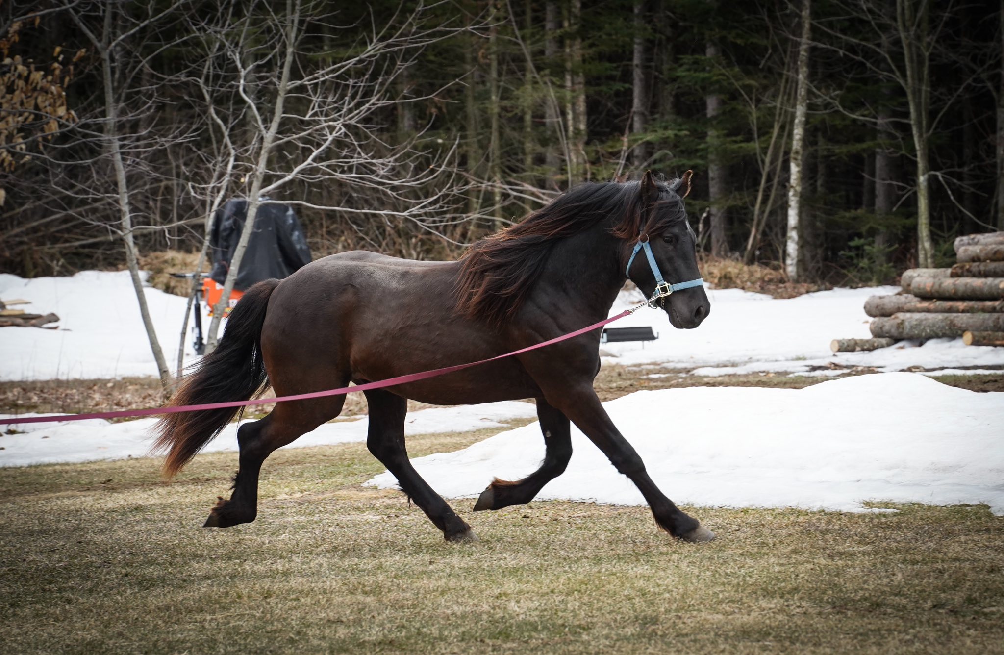 First Farms Canadian Horses / Les Premières Fermes Chevaux Canadiens ...