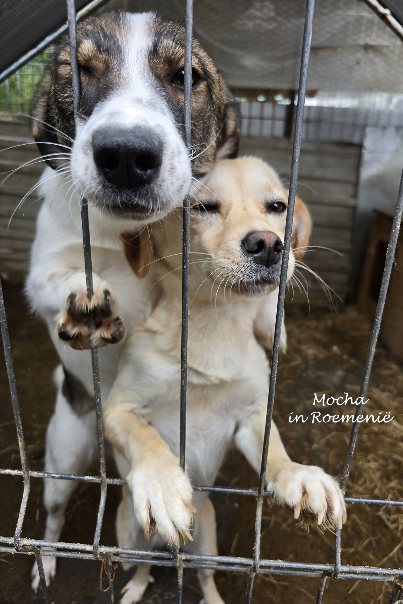 Straydogs Rescue Nederland... - Straydogs Rescue Nederland
