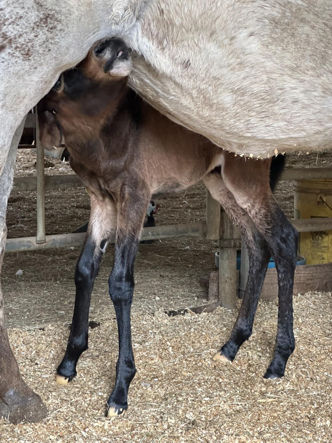 Post Farms Mules added a new photo. - Post Farms Mules