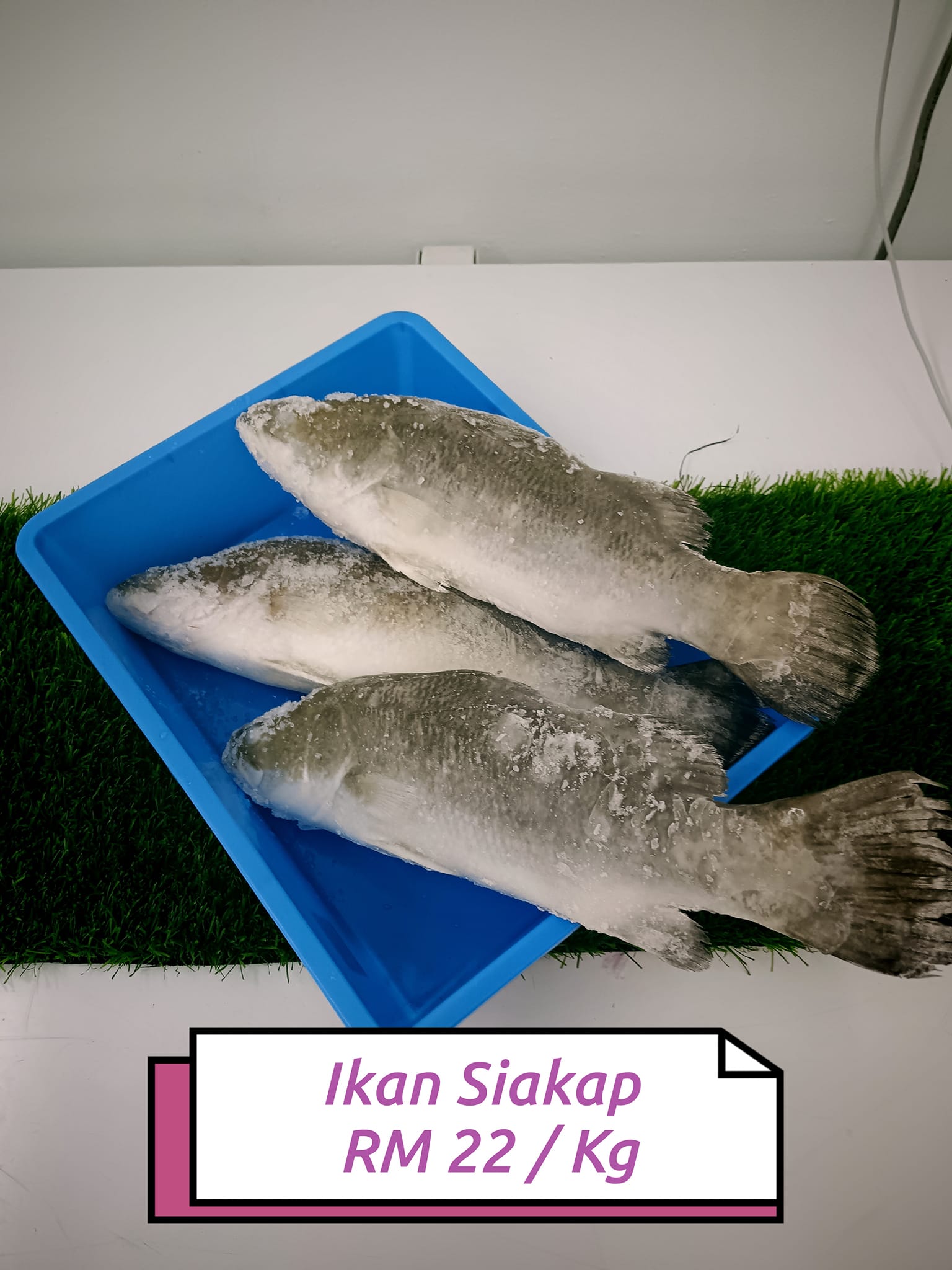 Ikan Rahmah