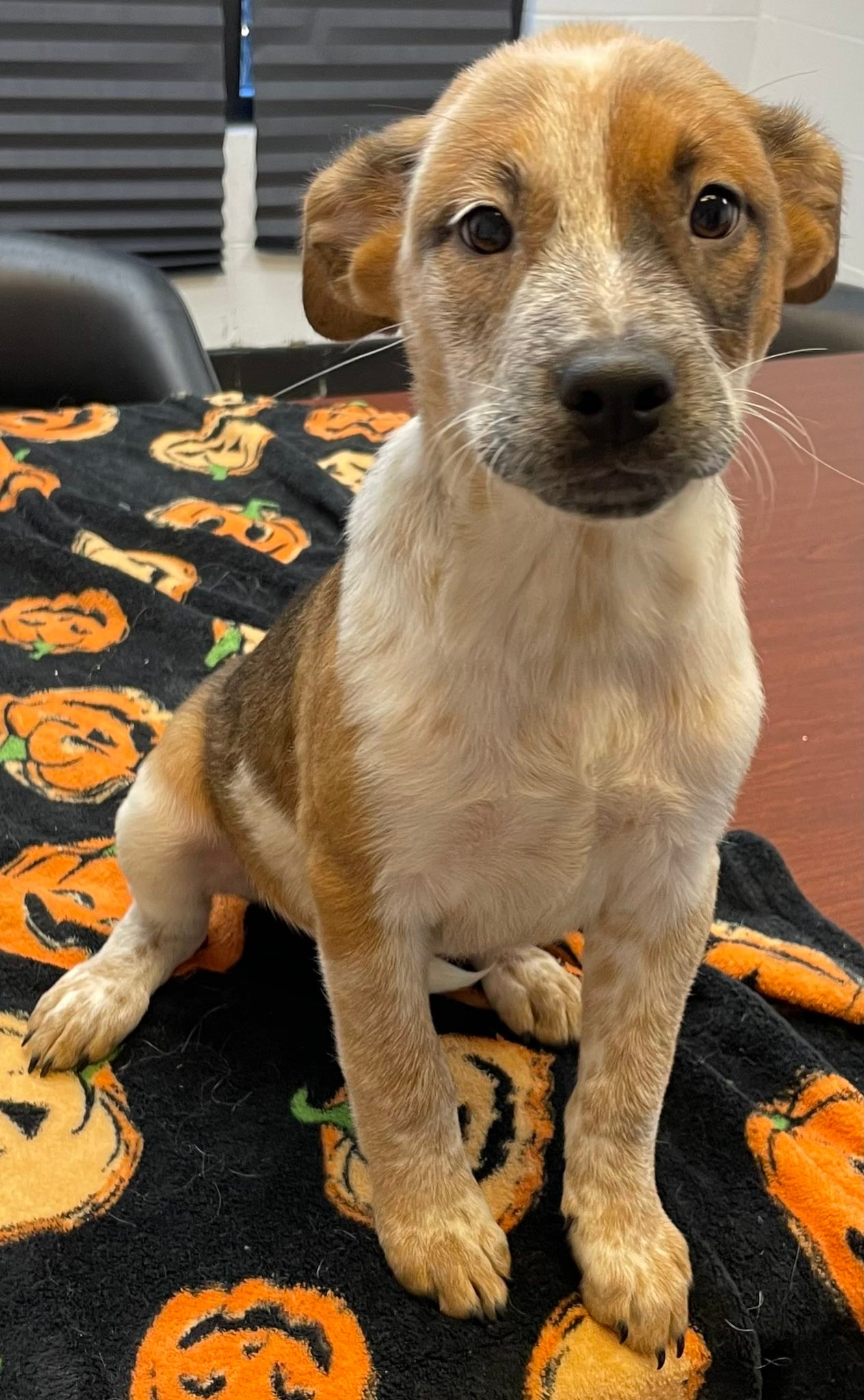 Humane... - Humane Society Pet Rescue & Adoption Center