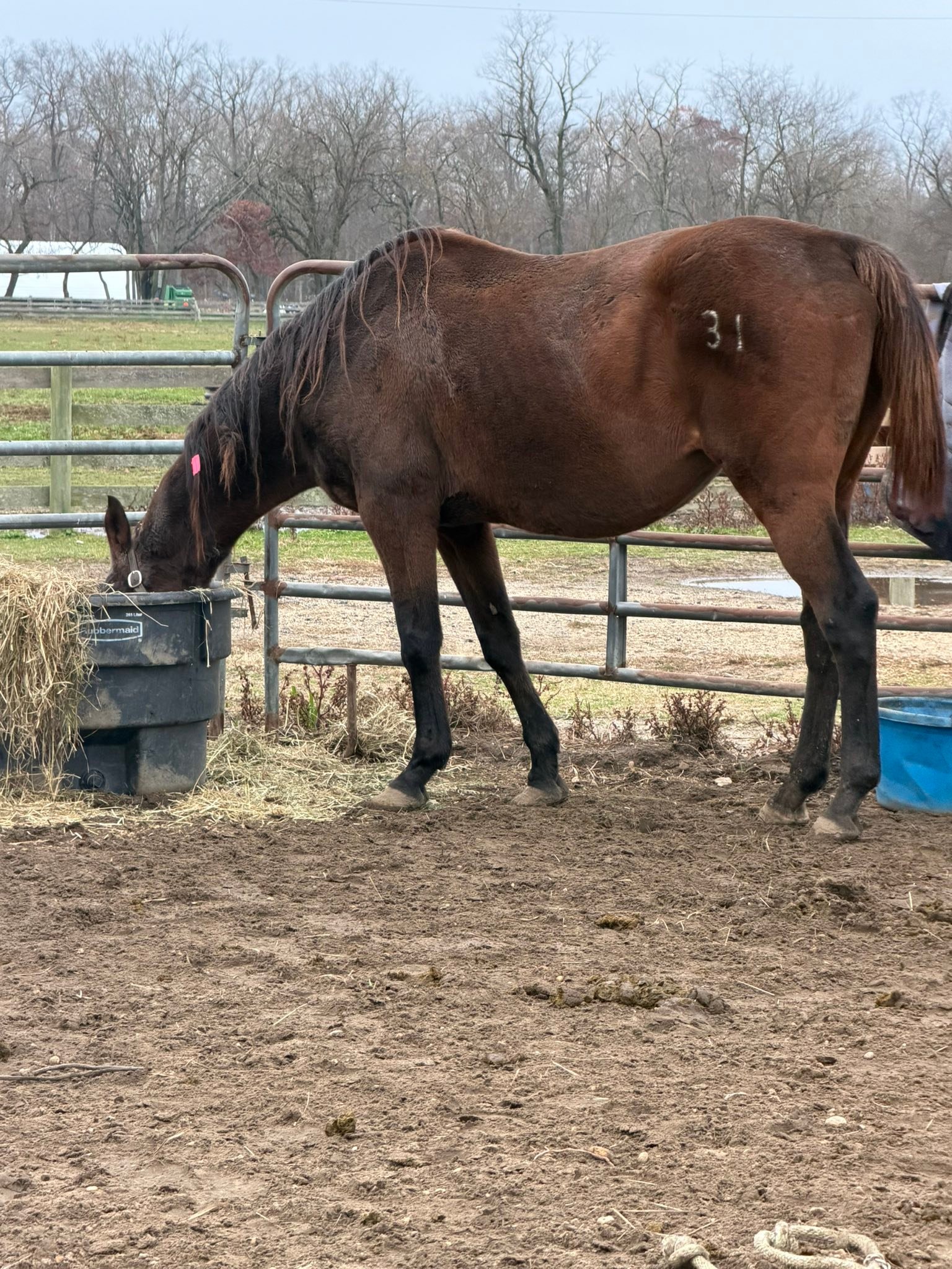 Safe Haven... - Safe Haven Thoroughbred Rescue, Inc.