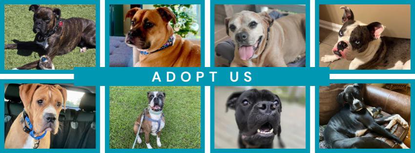 Carolina Boxer Rescue updated... - Carolina Boxer Rescue
