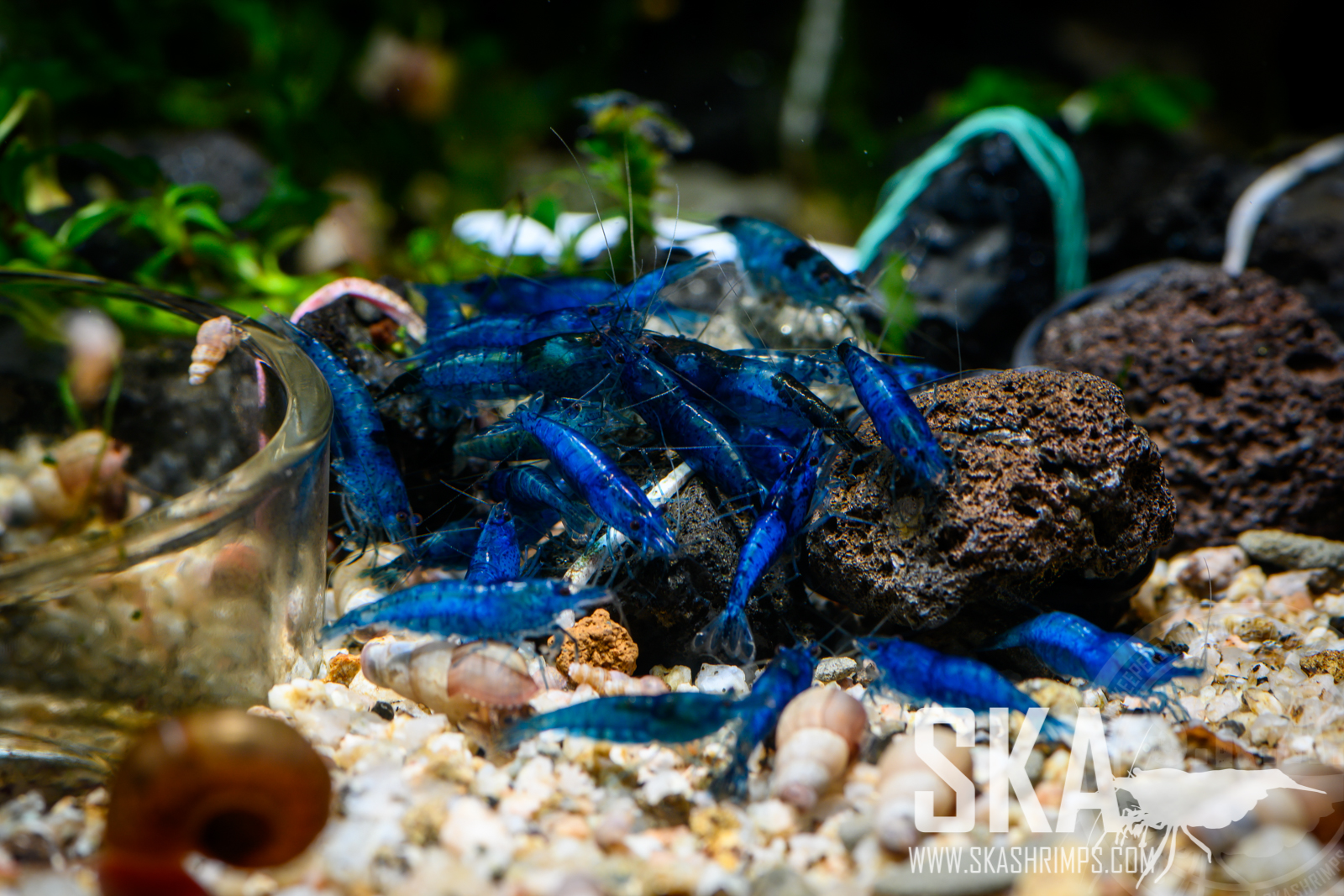 SKA Shrimps & Nature Aquariums