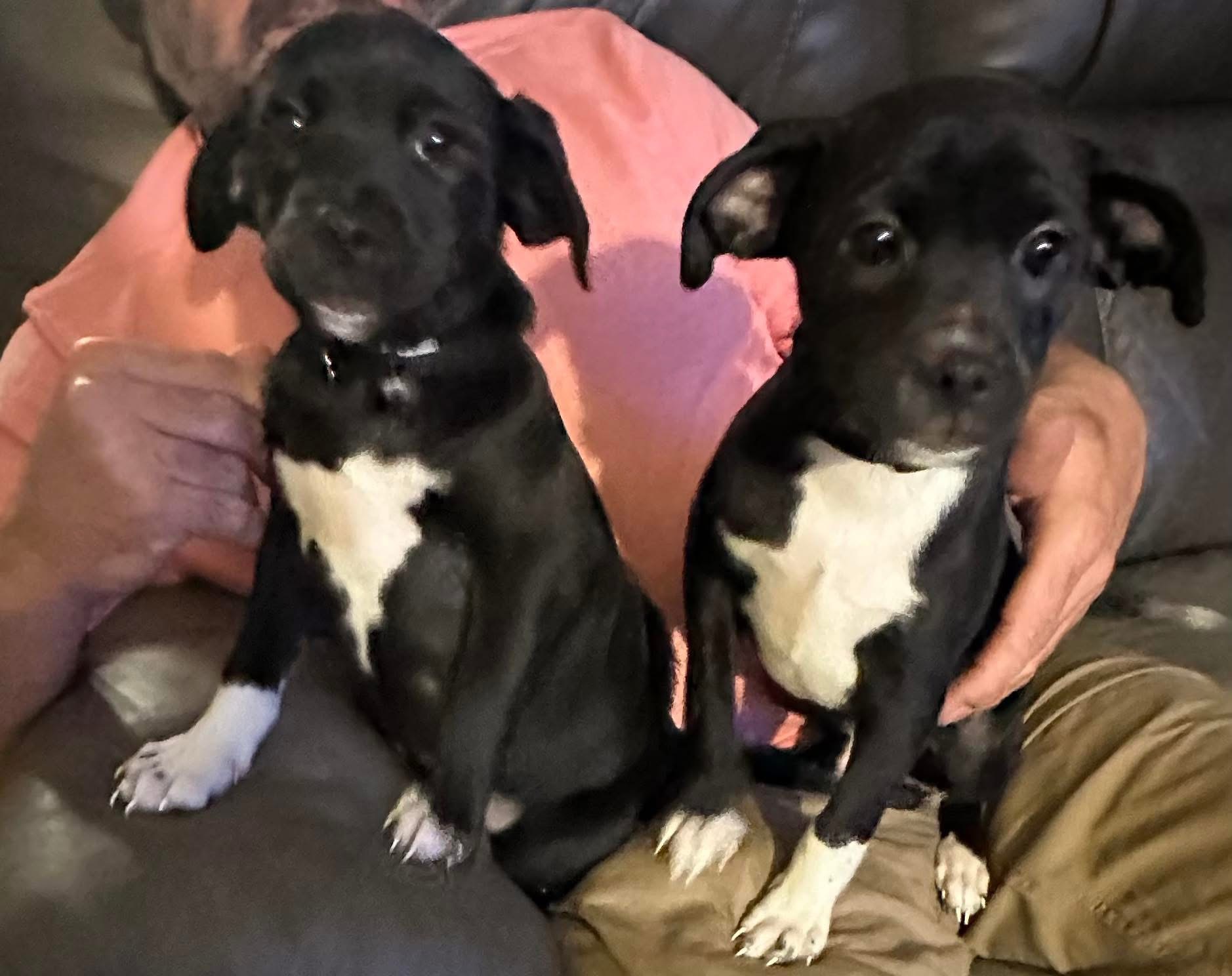 Portsmouth Humane Society | Portsmouth VA