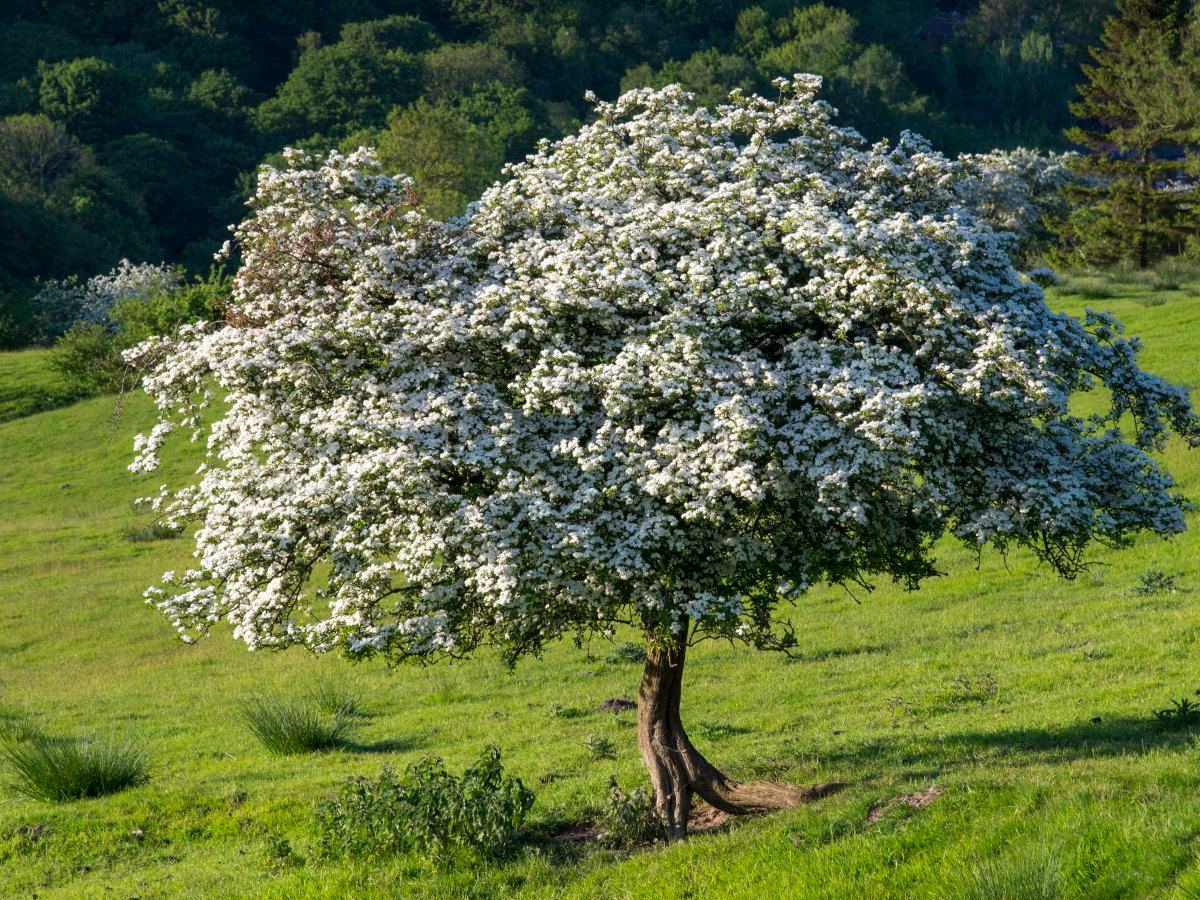 This - 𝐓𝐡𝐞 𝐇𝐚𝐰𝐭𝐡𝐨𝐫𝐧 𝐓𝐫𝐞𝐞 🌳☘️ Sceach Gheal, Unyielding and vigorous tree ...