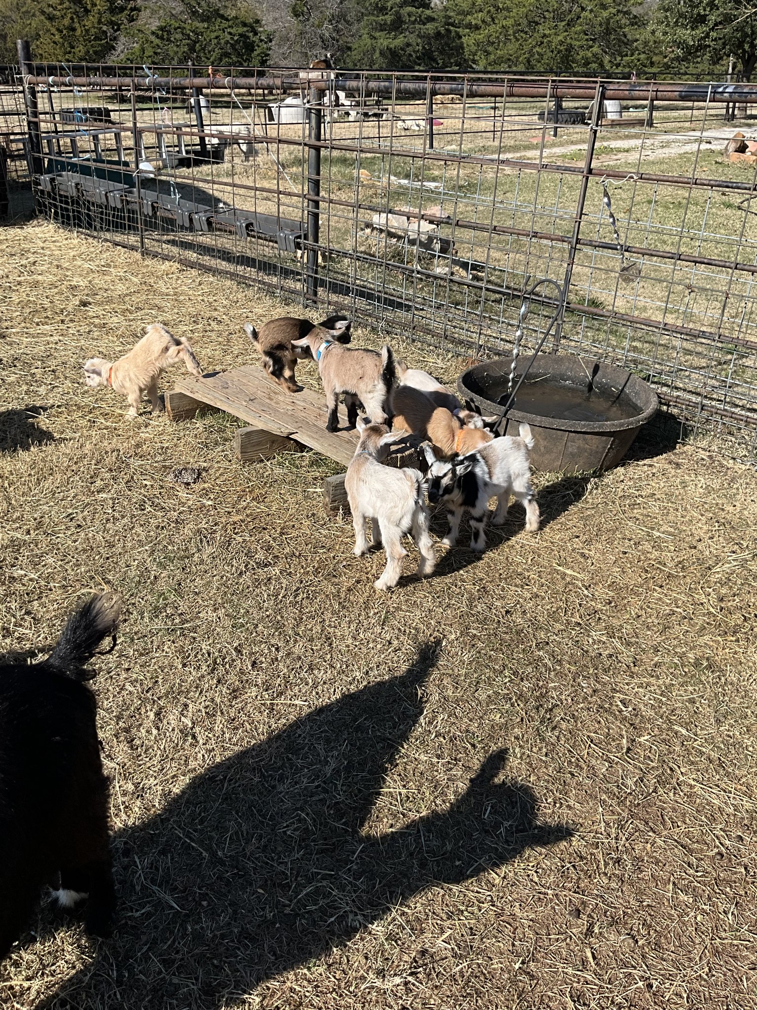 Long Shot Ranch Nigerian Dwarf Goats