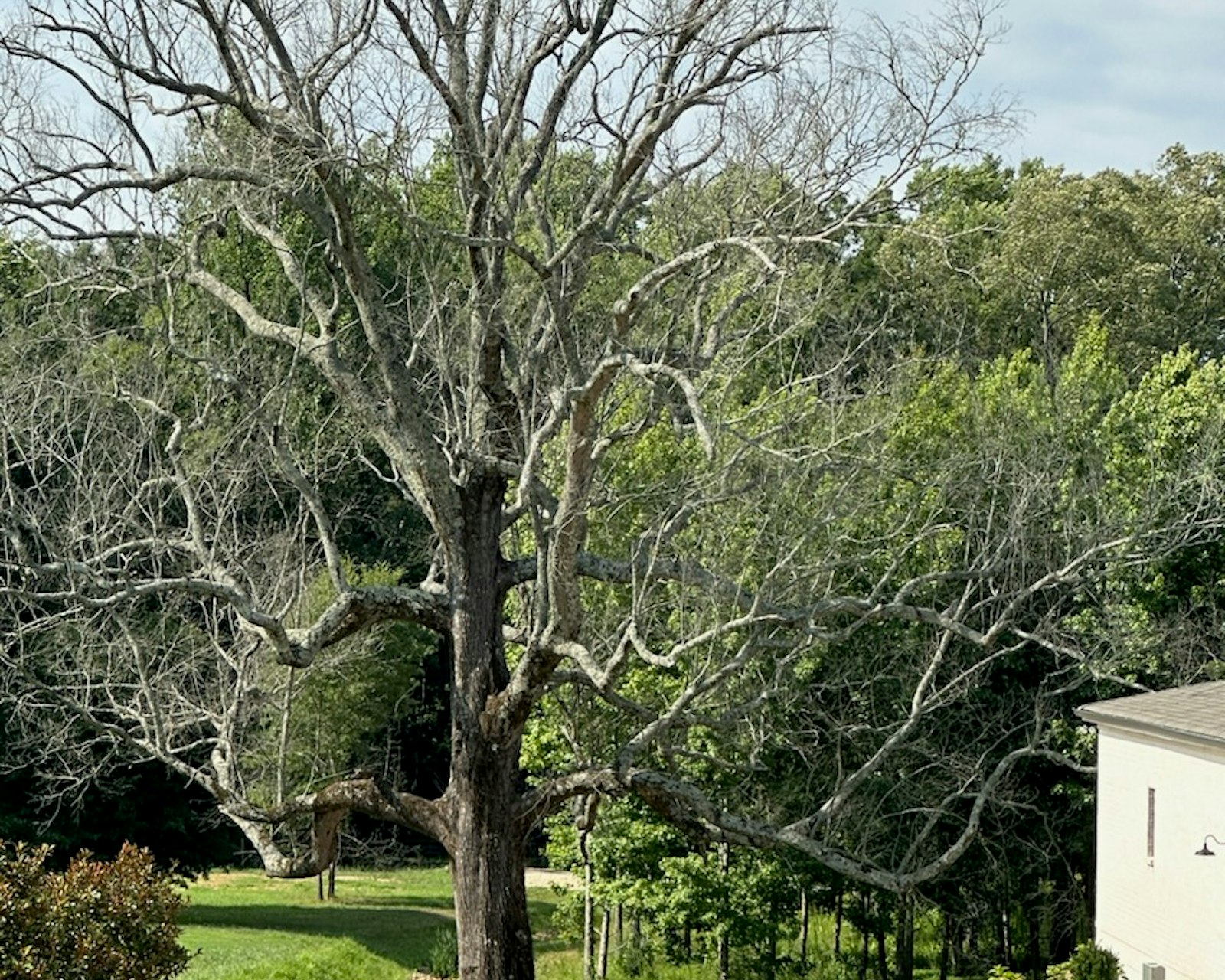 Oconee - Need reliable tree removal in Athens, GA? Oconee Tree Service ...