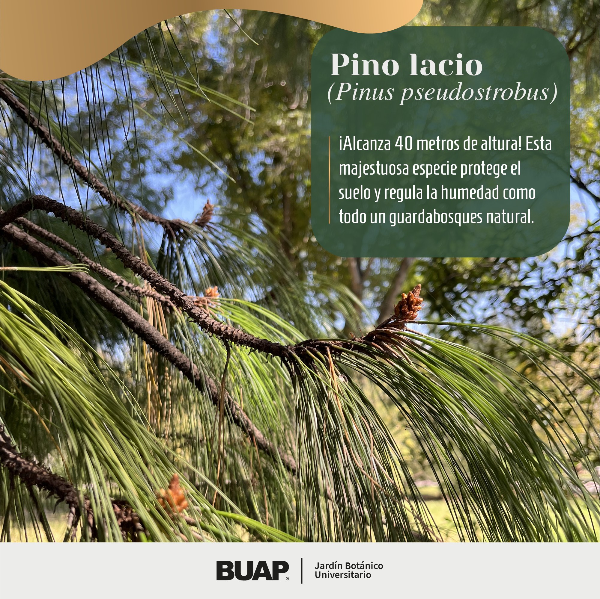 Jardín Botánico BUAP added a new photo. - Jardín Botánico BUAP