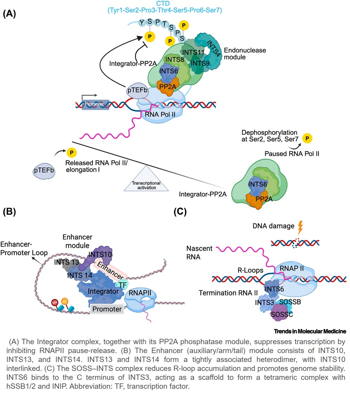Science - Integrator in development and disease Integrator, a ...